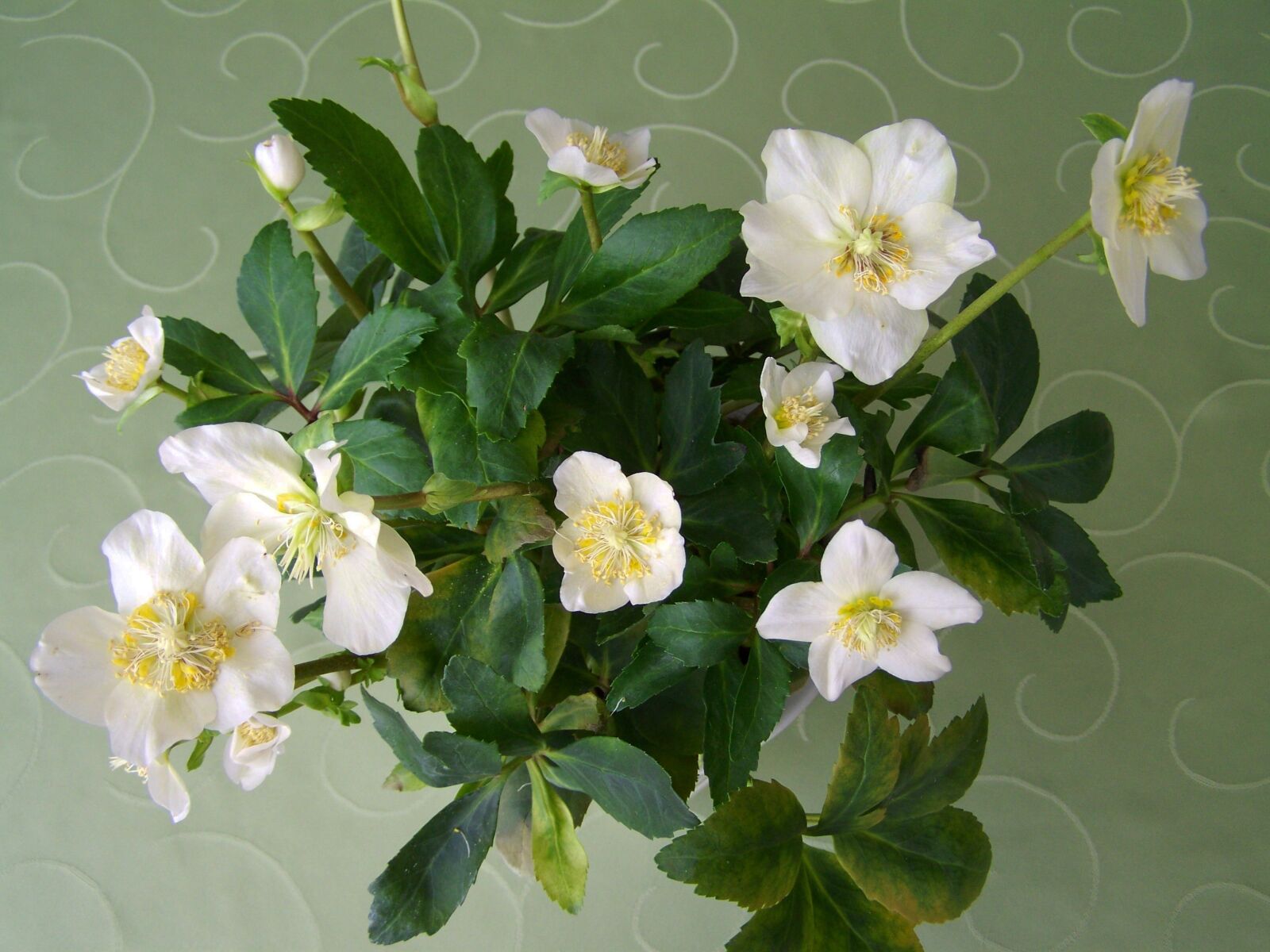 Kodak EASYSHARE ZD710 ZOOM DIGITAL CAMERA sample photo. Snow rose, white flower photography