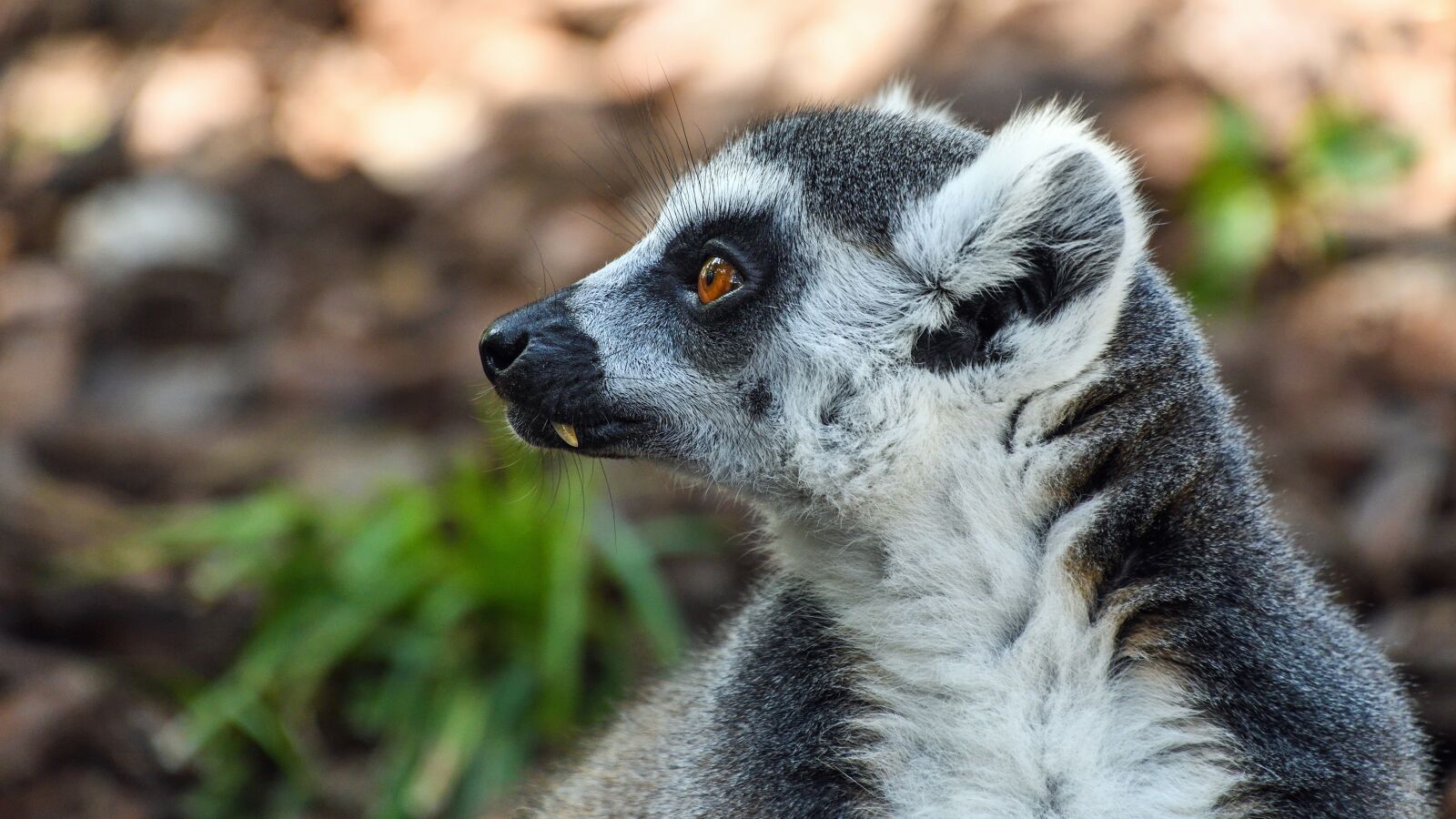Nikon D500 sample photo. Lemur, maki catta, look photography