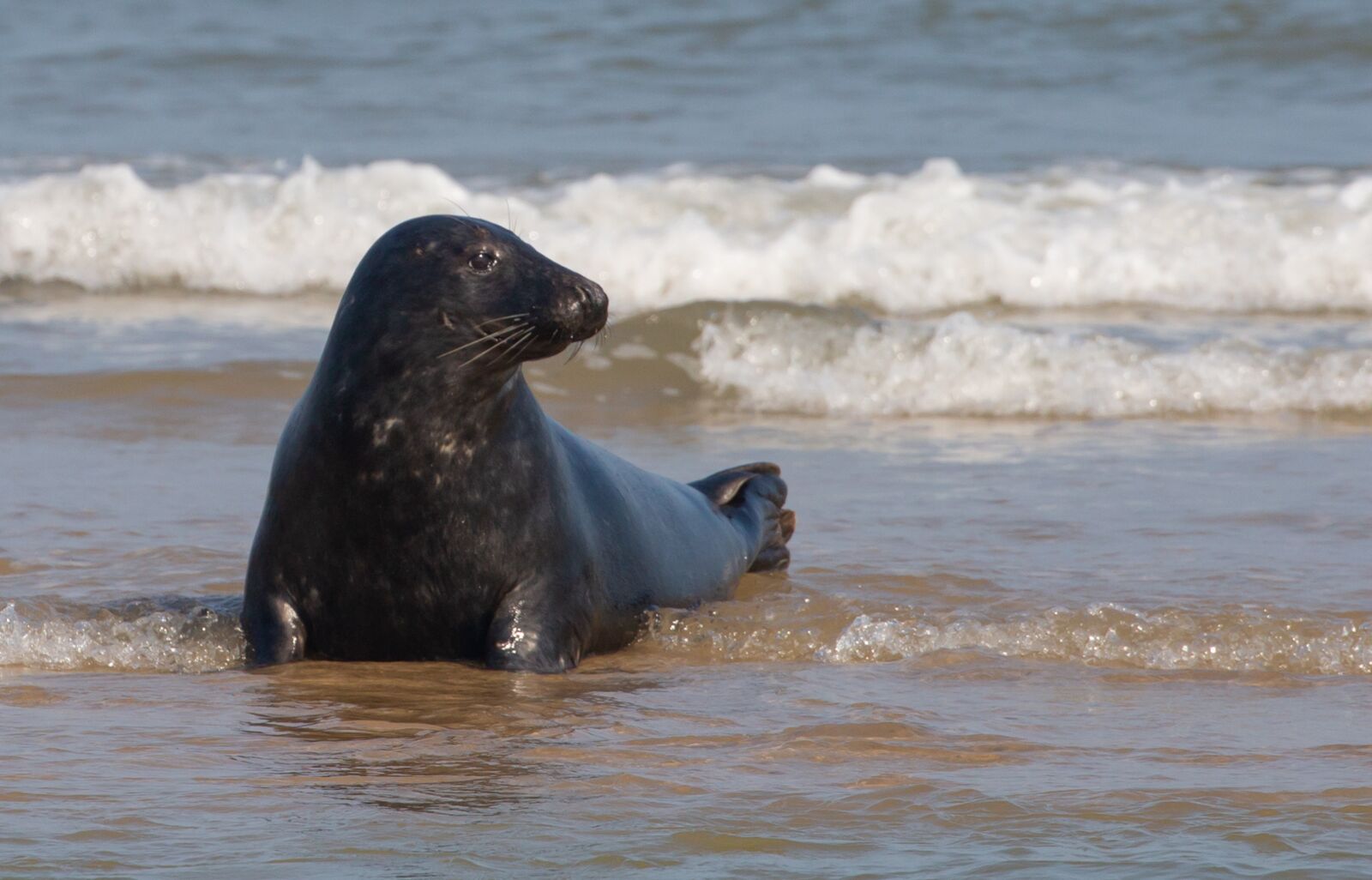 Canon EOS 5D Mark III sample photo. Harbor seal, seal, coast photography