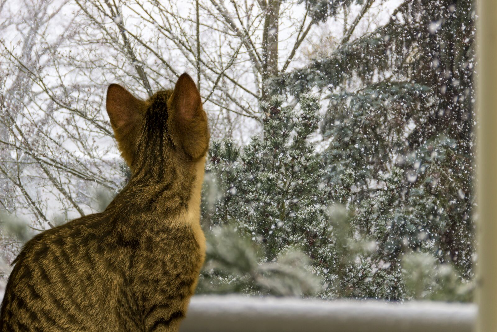 Canon EOS 600D (Rebel EOS T3i / EOS Kiss X5) sample photo. Cat, small, mackerel photography