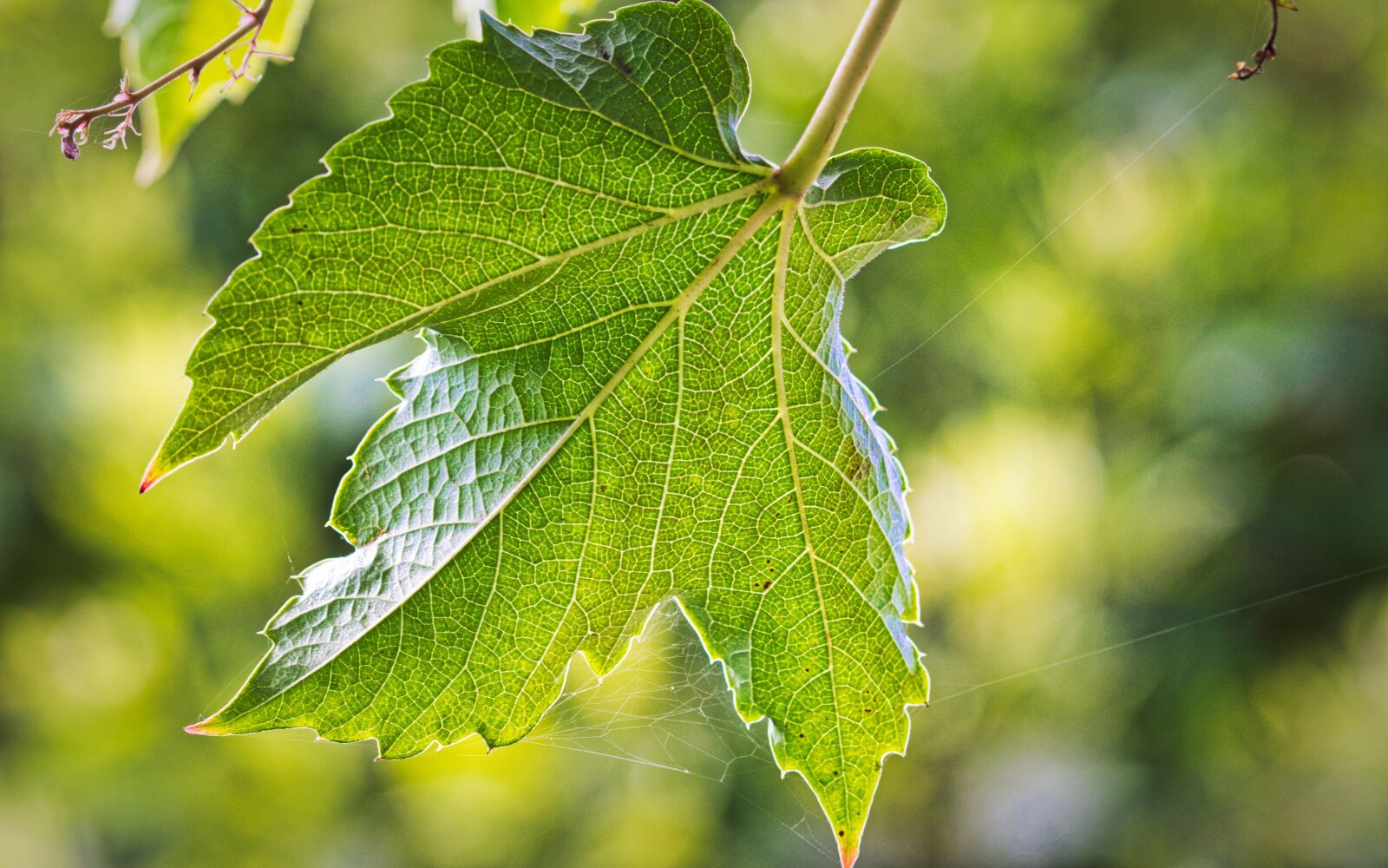 Canon EOS 200D (EOS Rebel SL2 / EOS Kiss X9) sample photo. Wine partner, leaf, background photography