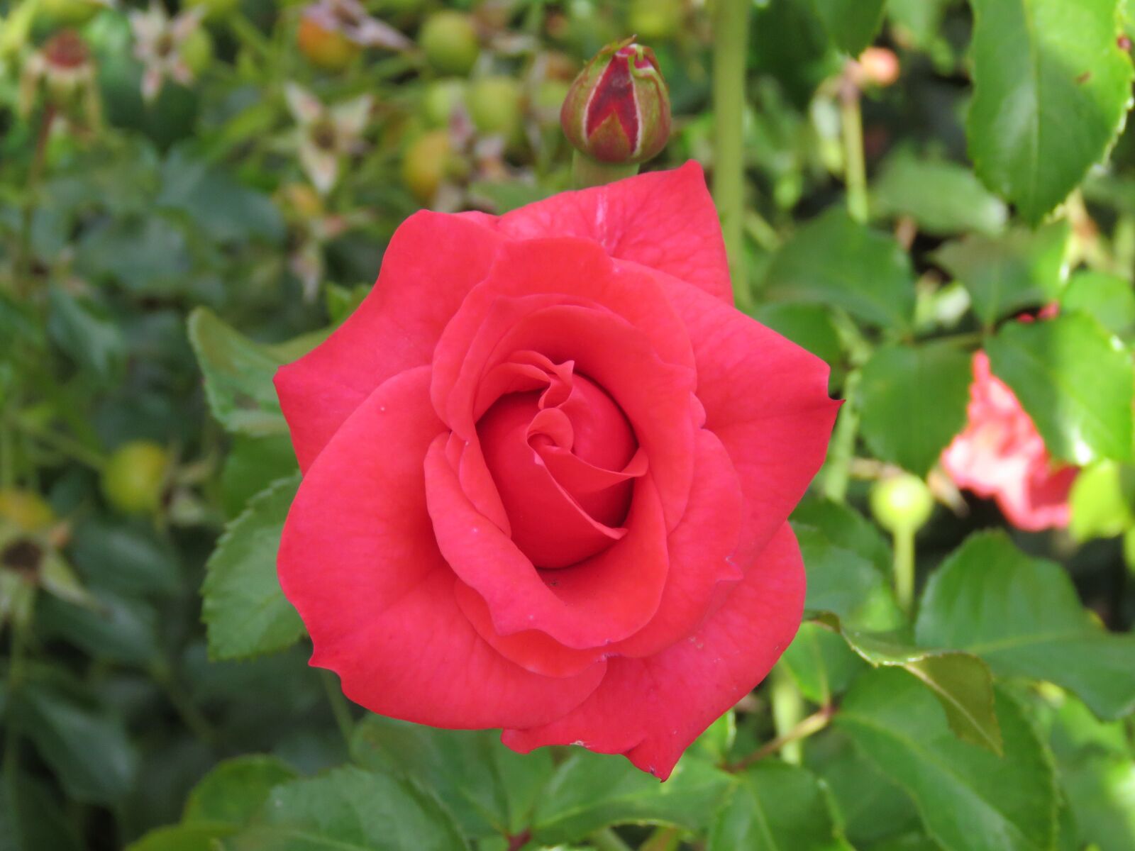 Canon PowerShot SX60 HS sample photo. Red, rose, blossom photography