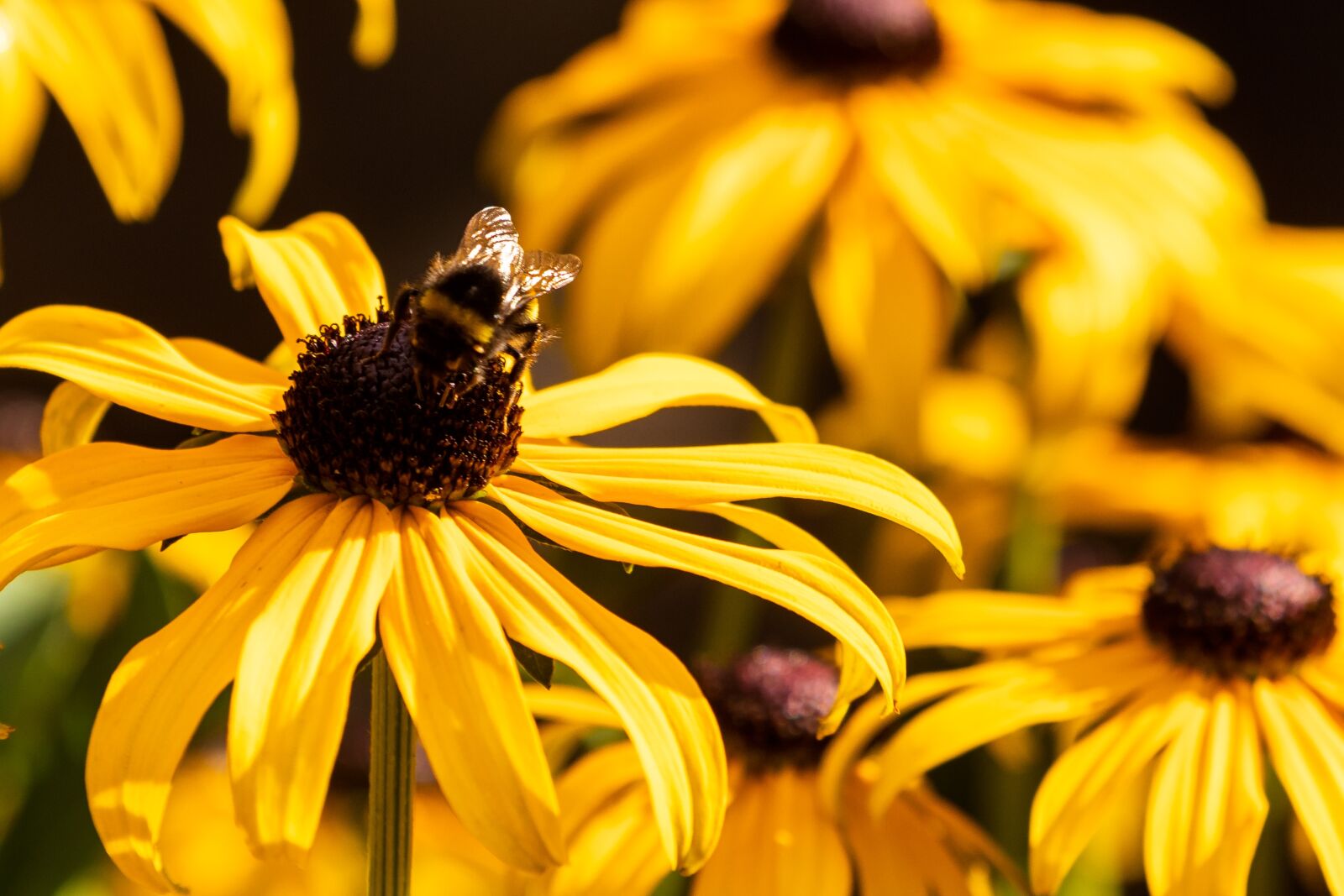 Canon EOS 80D sample photo. Flower, coneflower, bee photography