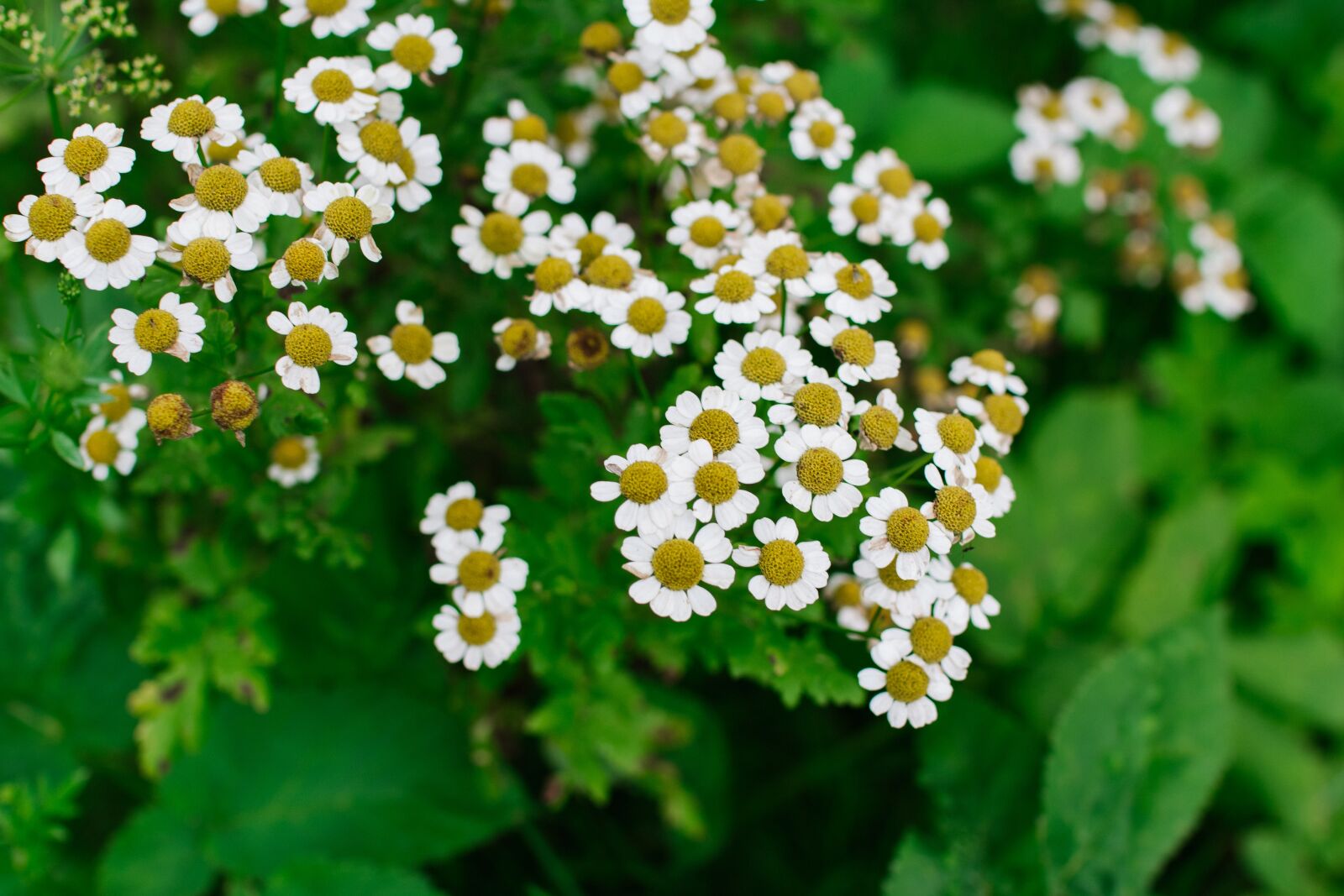 Canon EOS 60D sample photo. Chamomile, flower, bloom photography