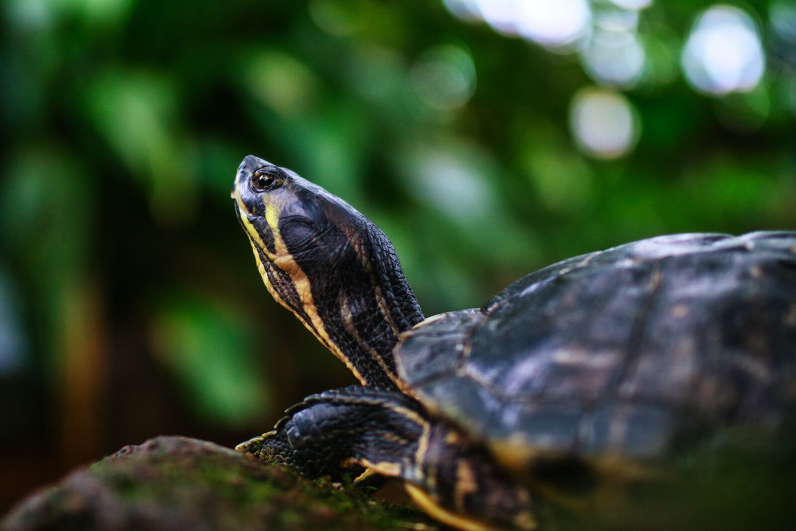 Sigma 35mm F1.4 DG HSM Art sample photo. Turtle, amphibians, animal photography