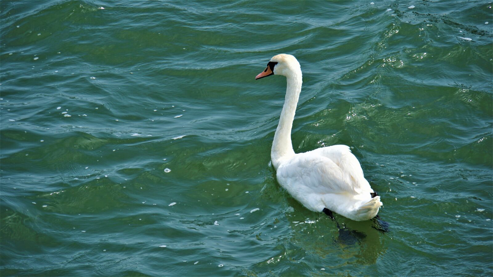 Sony E 18-200mm F3.5-6.3 OSS LE sample photo. Swan, bird, sea photography