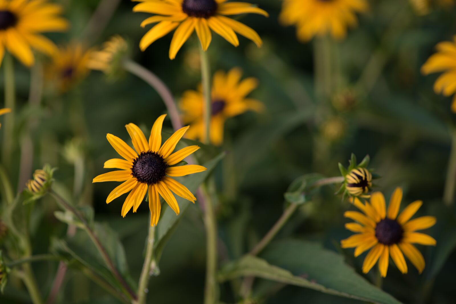 Nikon D750 sample photo. K pvir g, flower photography