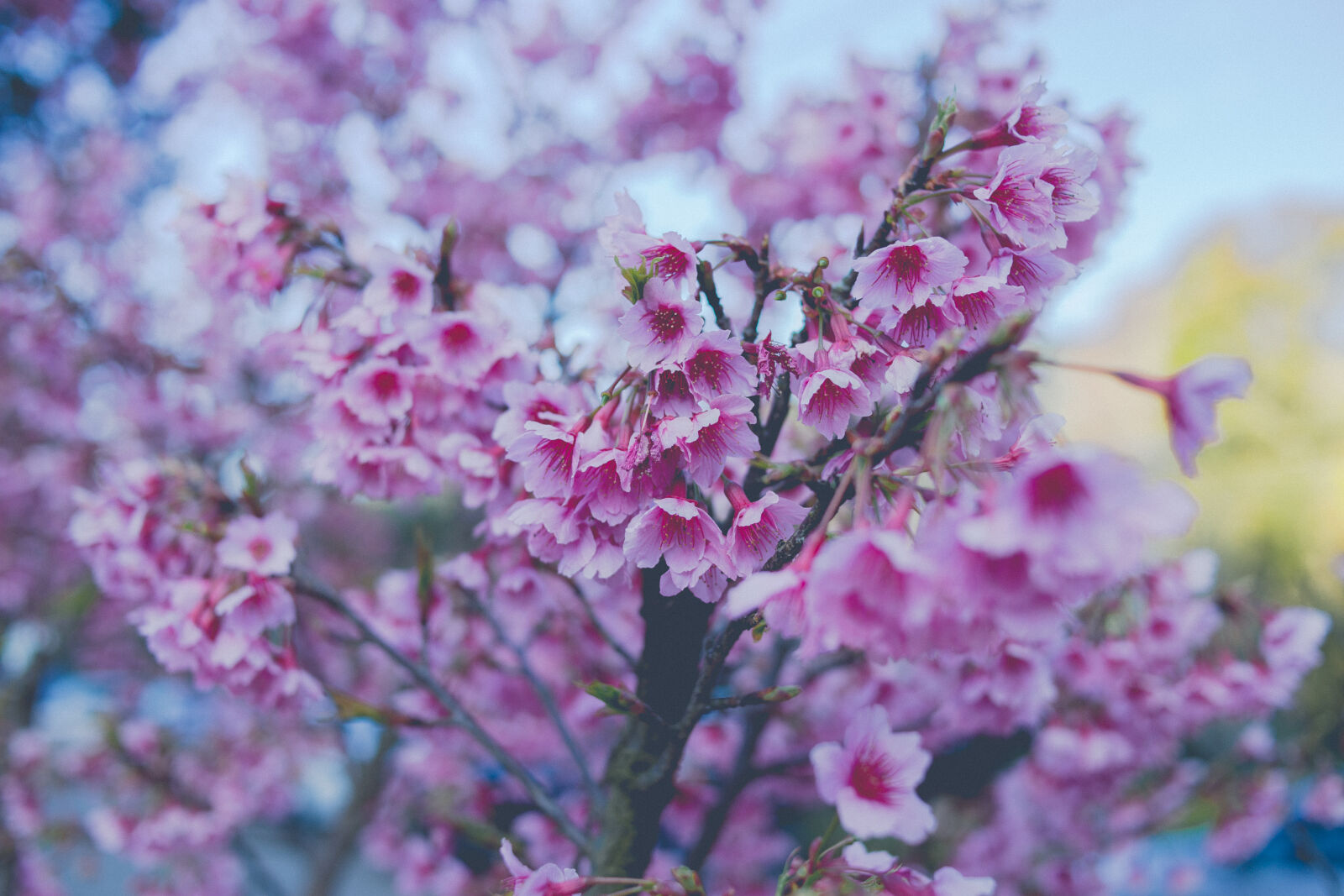 Canon EOS 6D + Yongnuo YN 35mm f/2 sample photo