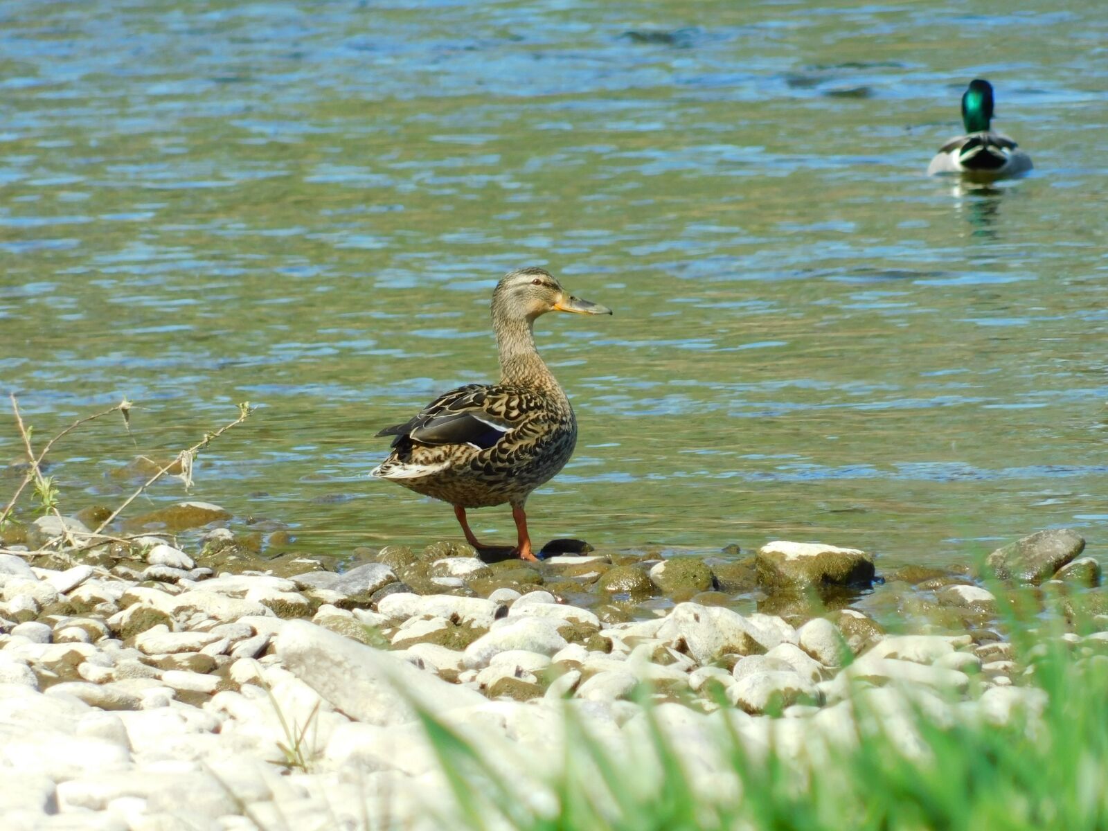 Nikon Coolpix B500 sample photo. Duck, birds, river photography