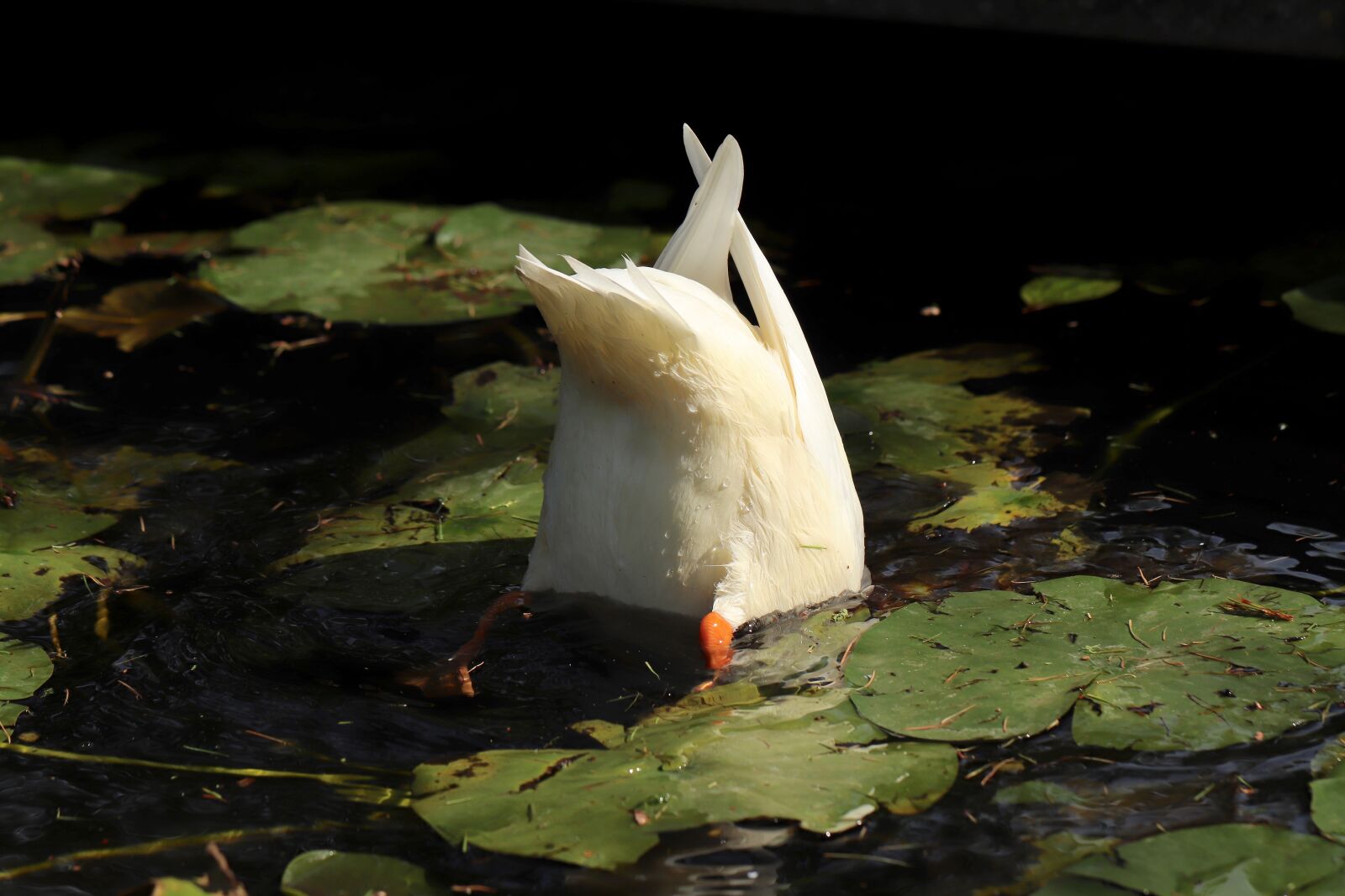 Canon EOS 800D (EOS Rebel T7i / EOS Kiss X9i) sample photo. Duck, mallard, water bird photography