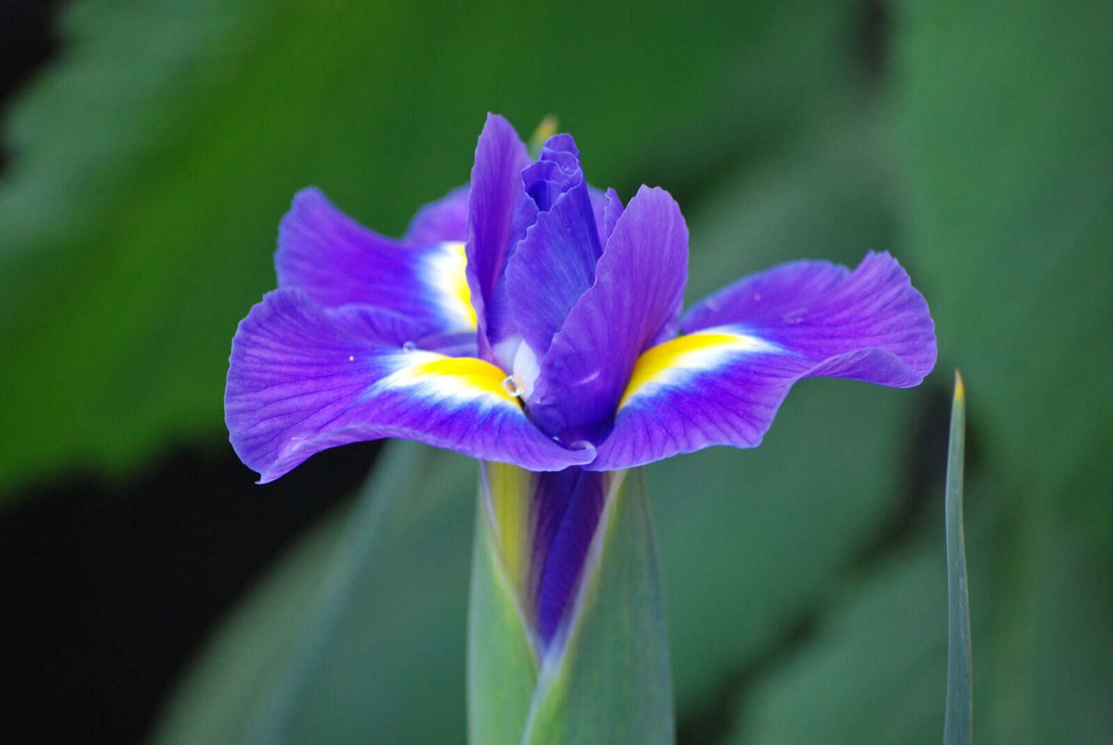 Nikon D60 sample photo. Iris, flower, purple photography