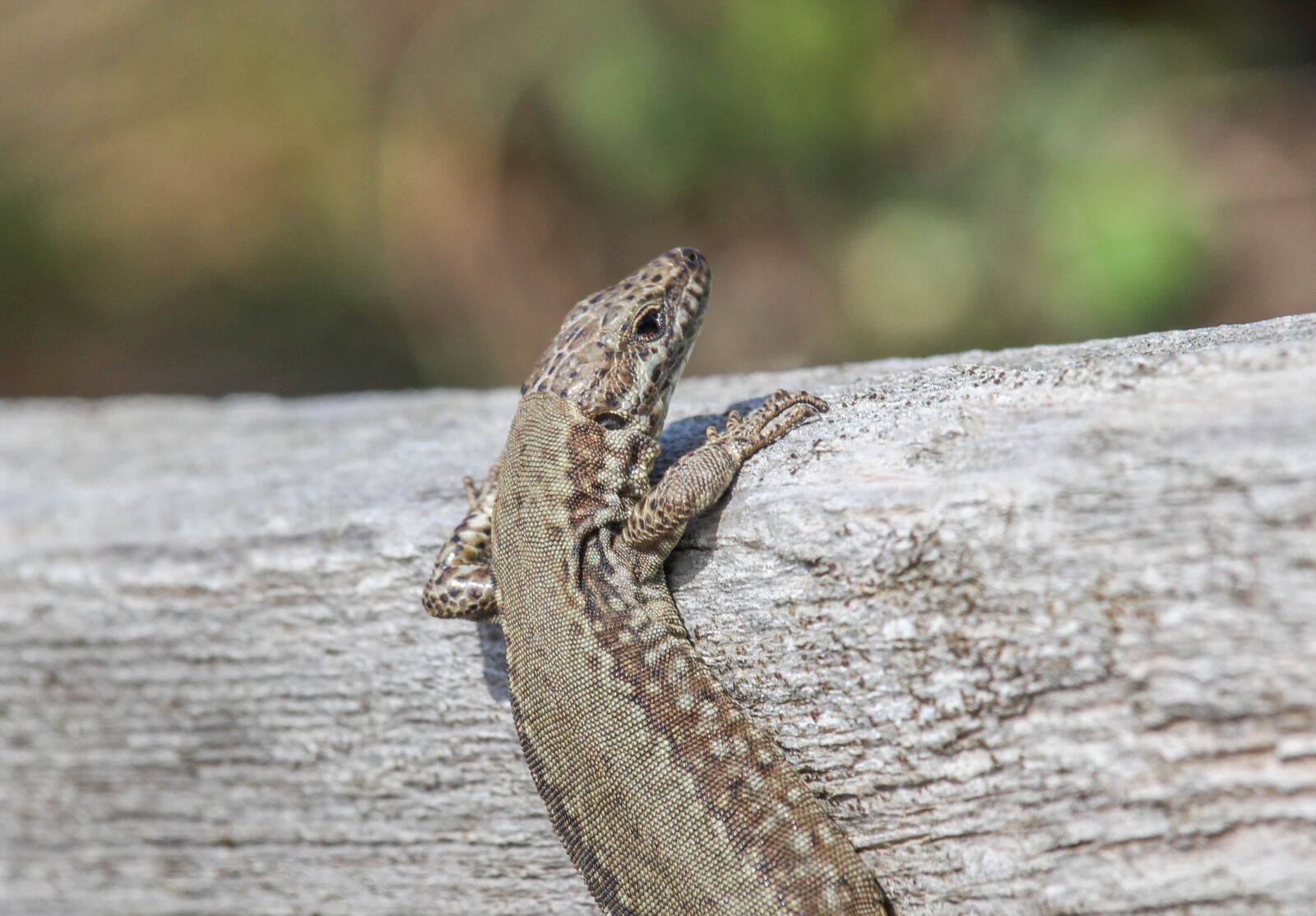Canon EOS 700D (EOS Rebel T5i / EOS Kiss X7i) sample photo. Reptile, nature, wildlife photography
