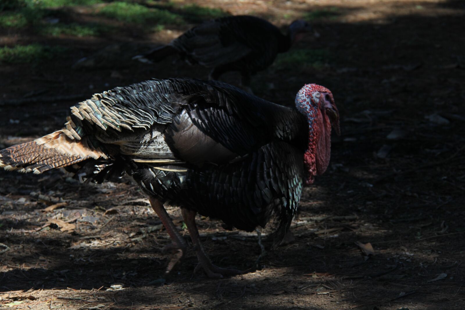 Canon EF-S 18-200mm F3.5-5.6 IS sample photo. Animal, peru, nature photography