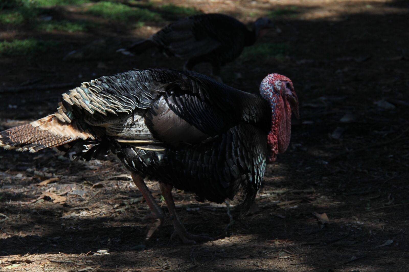 Canon EOS 60D + Canon EF-S 18-200mm F3.5-5.6 IS sample photo. Animal, peru, nature photography