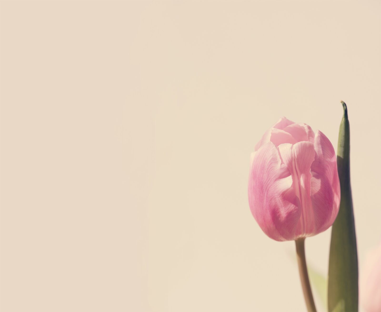 Nikon D750 sample photo. Tulip, pink, blossom photography