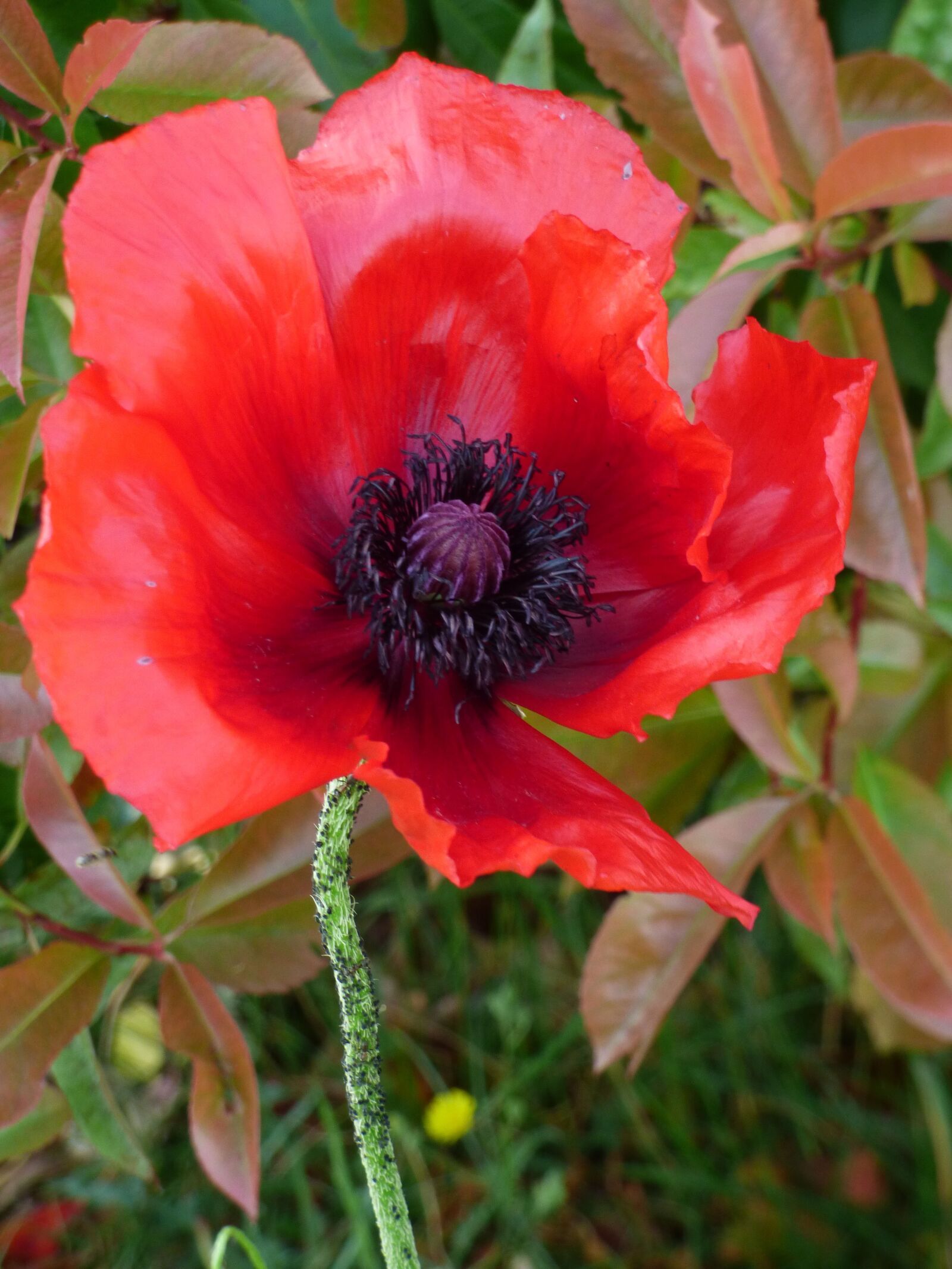 Panasonic DMC-FZ72 sample photo. Poppy, flower, red photography