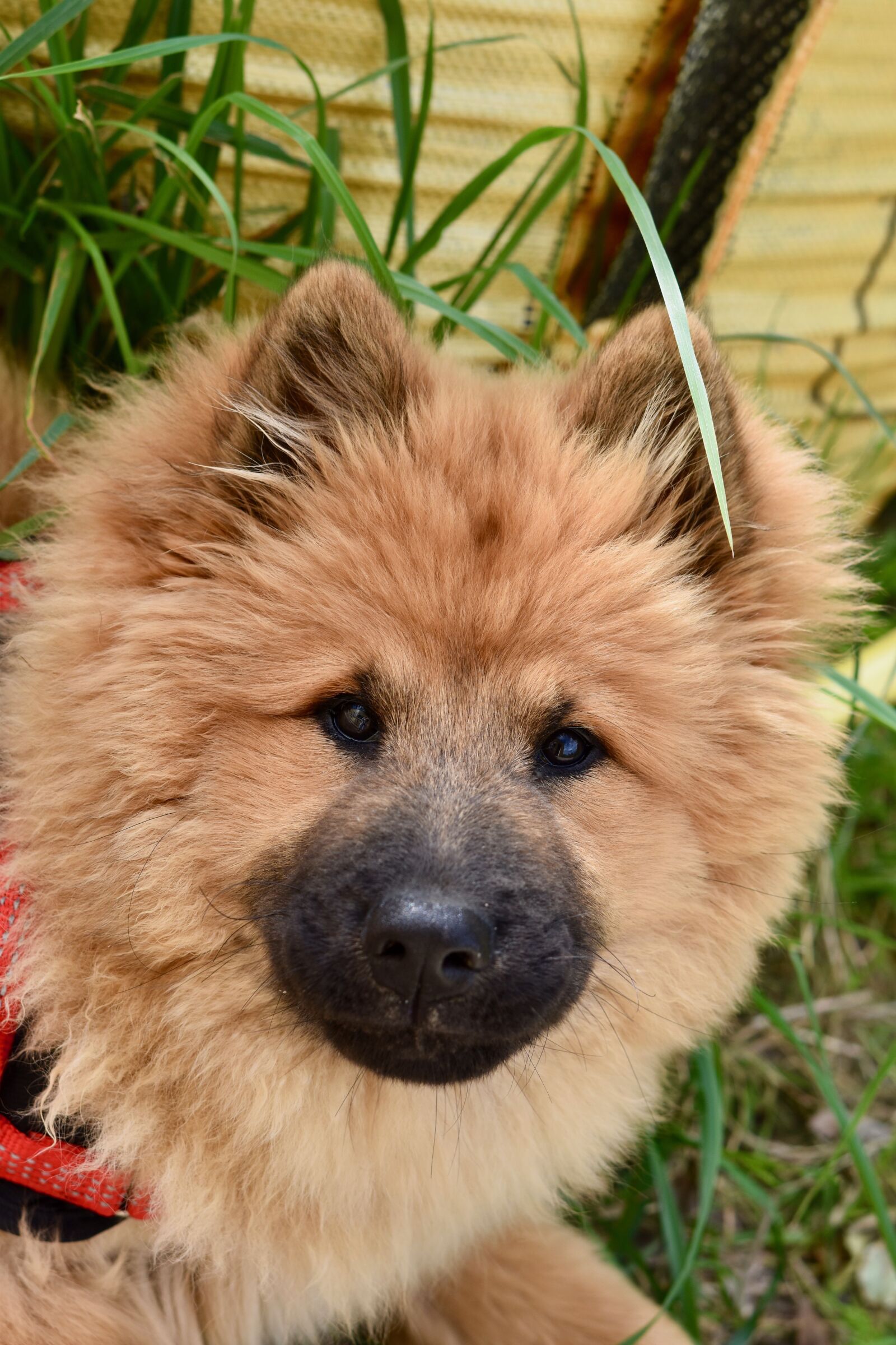 Nikon D5600 sample photo. Dog, puppy, pup photography