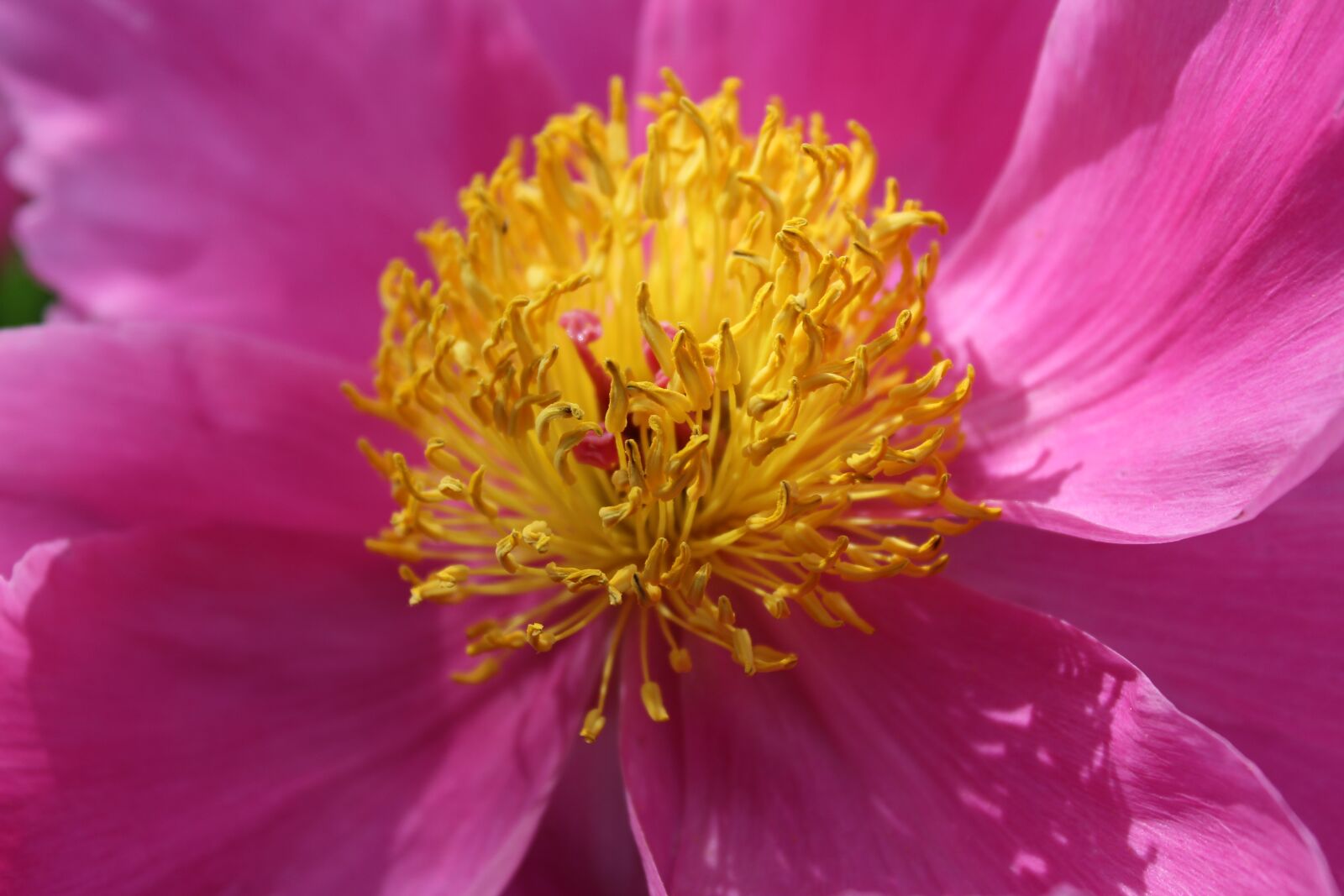 Canon EOS 1300D (EOS Rebel T6 / EOS Kiss X80) sample photo. Flower, peony, pink photography