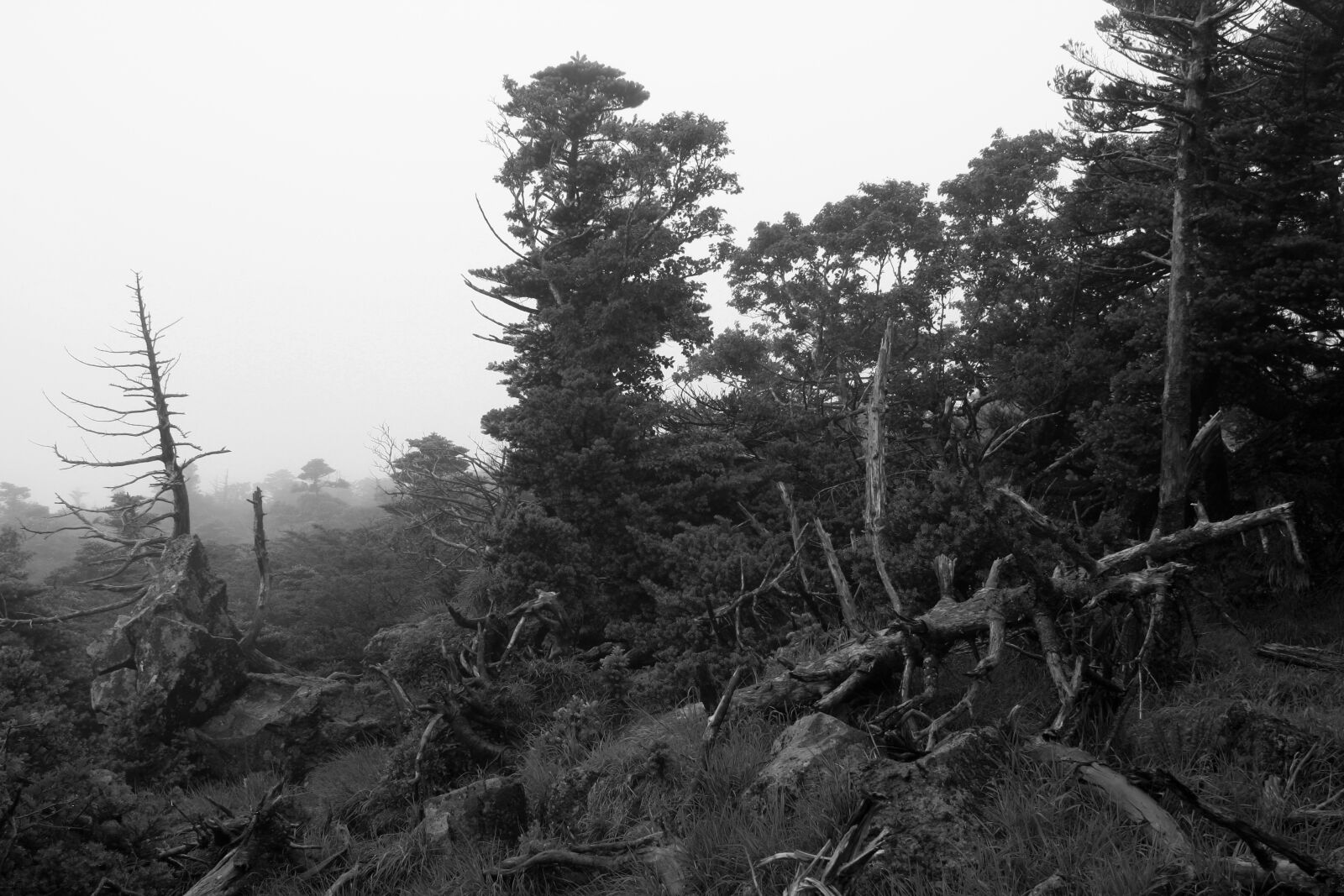 Canon EOS 40D sample photo. Jeju, hanla, mountain photography