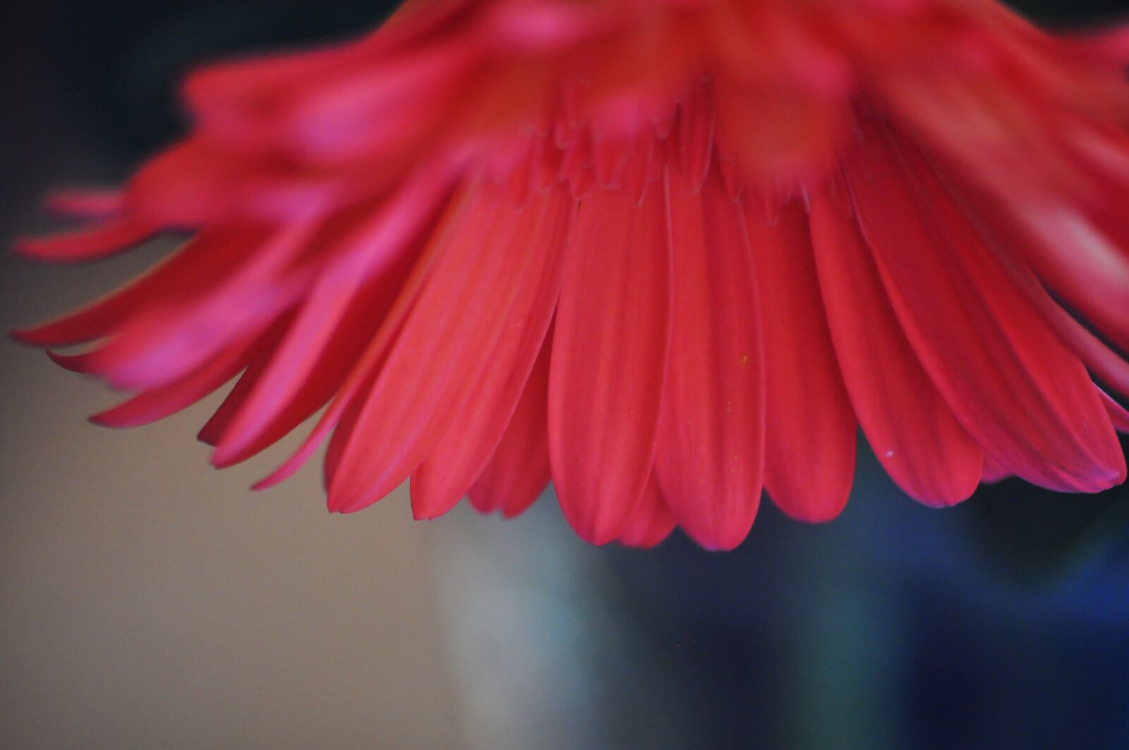 Nikon D90 sample photo. Flower, blossom, nature photography