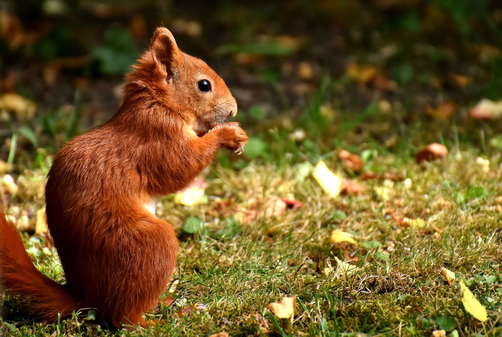 Nikon D7200 sample photo. Squirrel, cute, animal photography