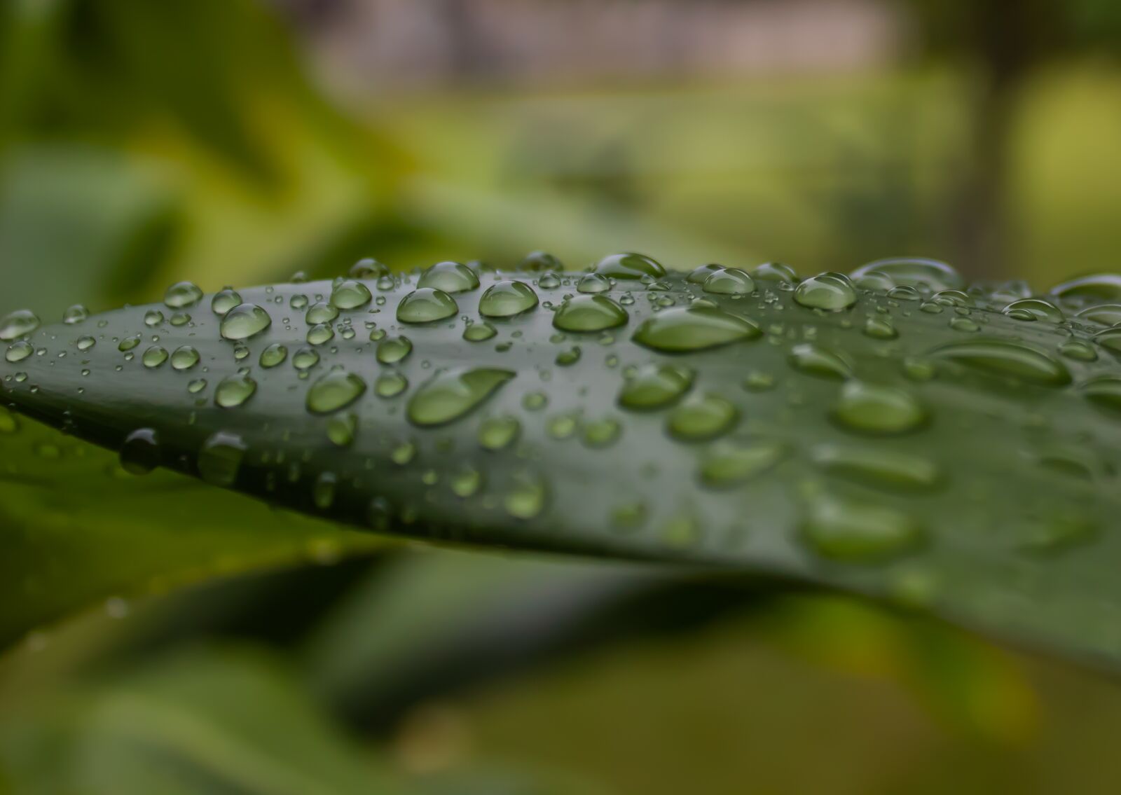 Canon EOS 1300D (EOS Rebel T6 / EOS Kiss X80) sample photo. Ti leaf, rain, plant photography