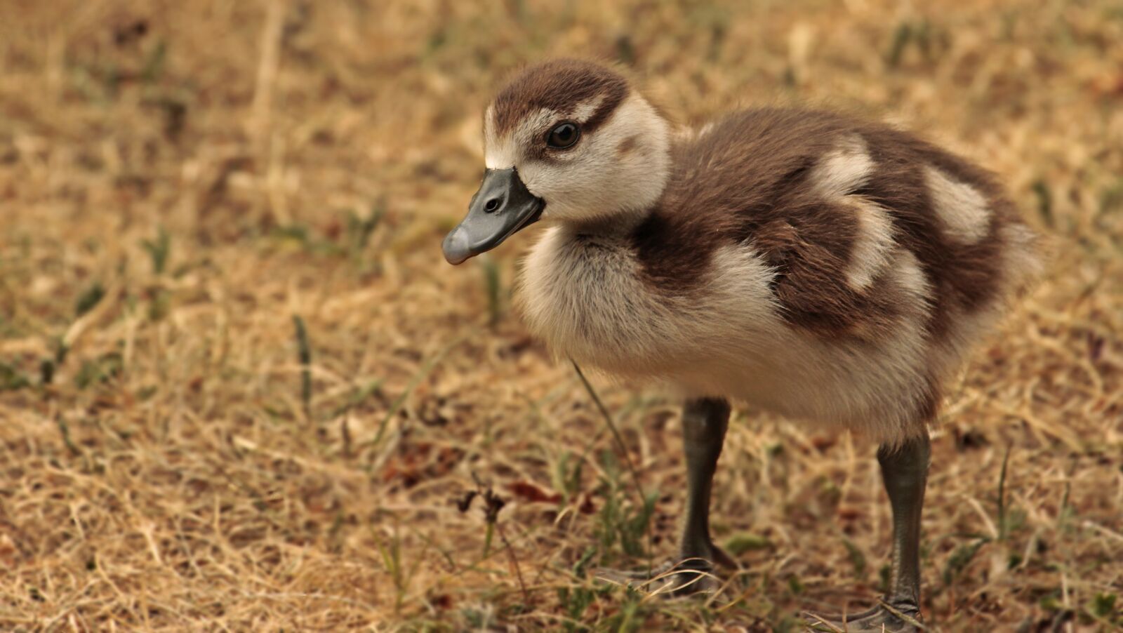 Canon EOS 100D (EOS Rebel SL1 / EOS Kiss X7) sample photo. Chicks, goslings, goose photography