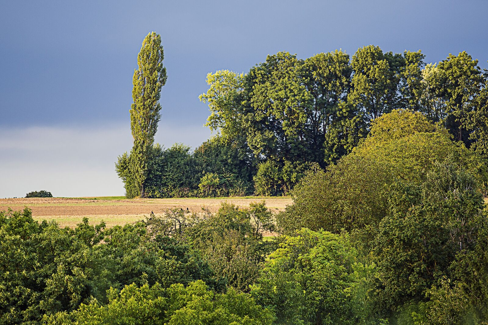 Canon EOS 5D Mark III sample photo. Poplar, forest, tree photography