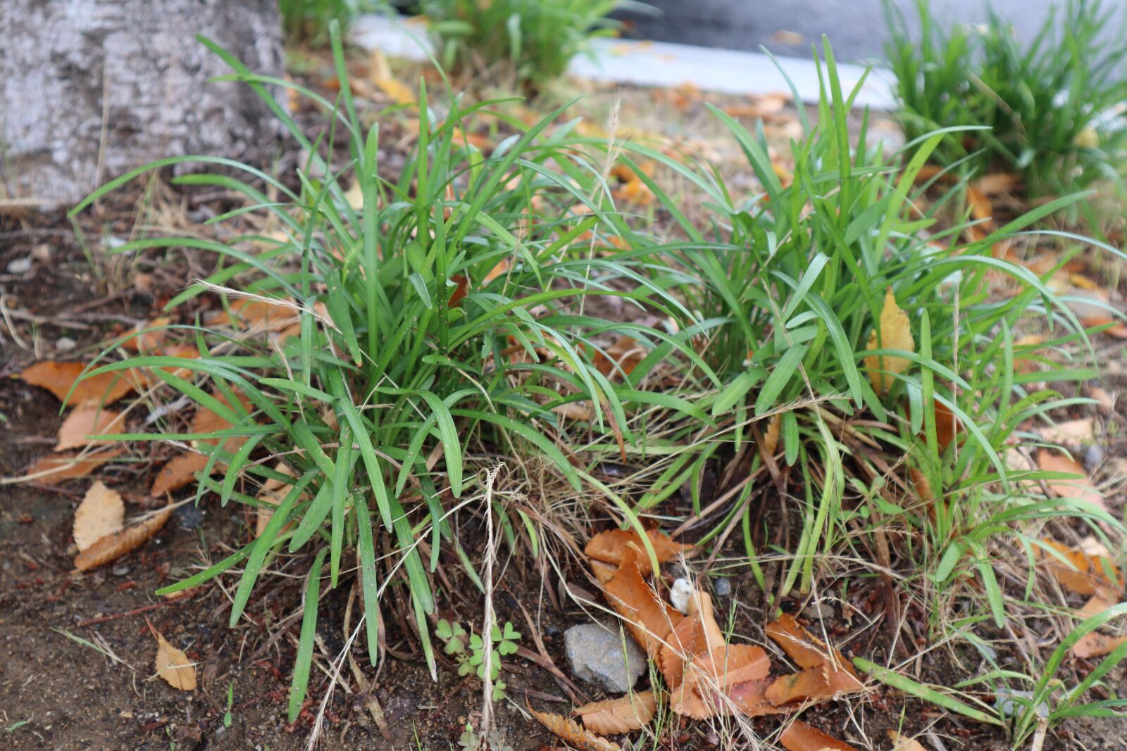 Canon EOS M50 (EOS Kiss M) sample photo. Plants, nature, flowers photography