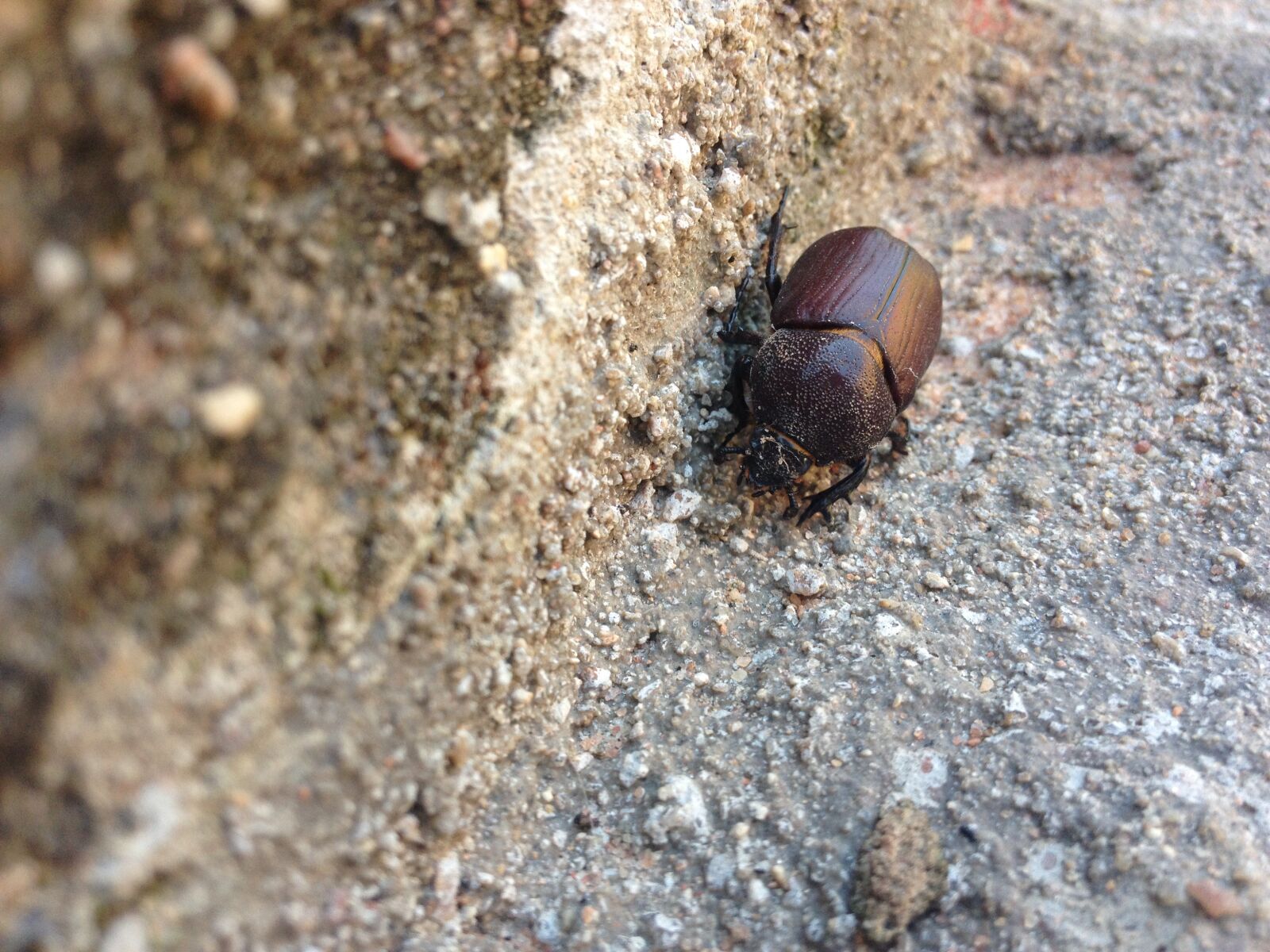 Apple iPhone 4S sample photo. Beetle, insect, detail photography