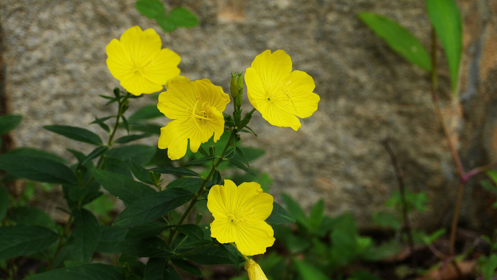 Panasonic Lumix DMC-GH3 sample photo. Yellow flower, plants, nature photography
