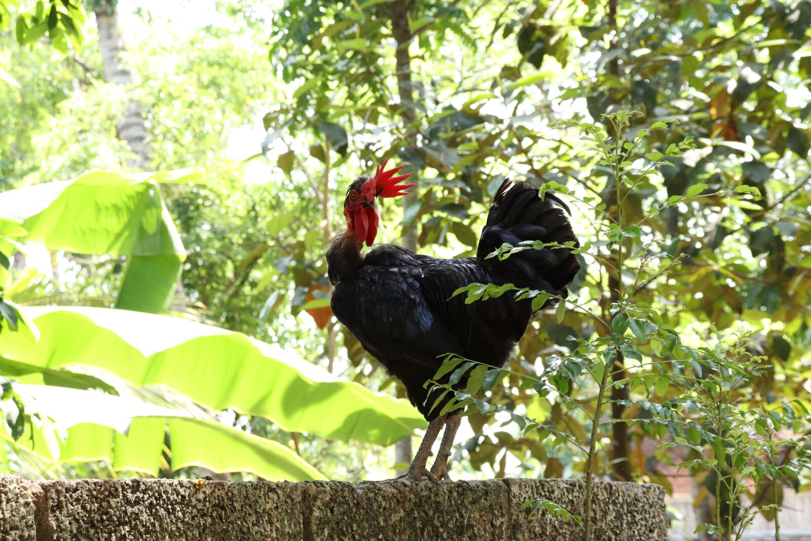 Canon EOS 250D (EOS Rebel SL3 / EOS Kiss X10 / EOS 200D II) sample photo. Hen, male, kerala photography