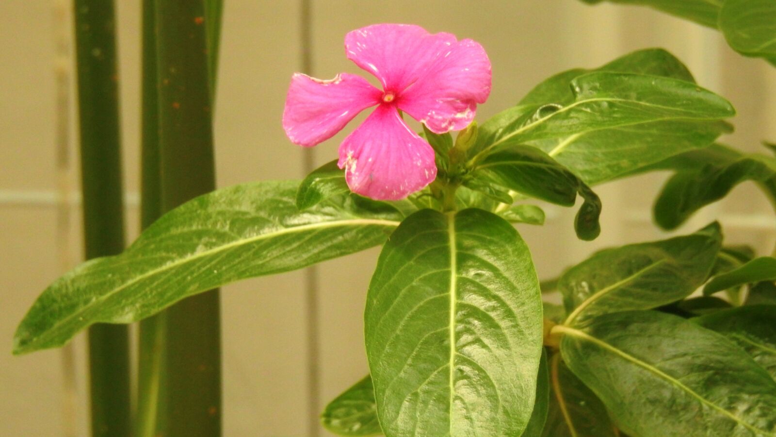 Nikon Coolpix P900 sample photo. Plant, flower, rosa photography