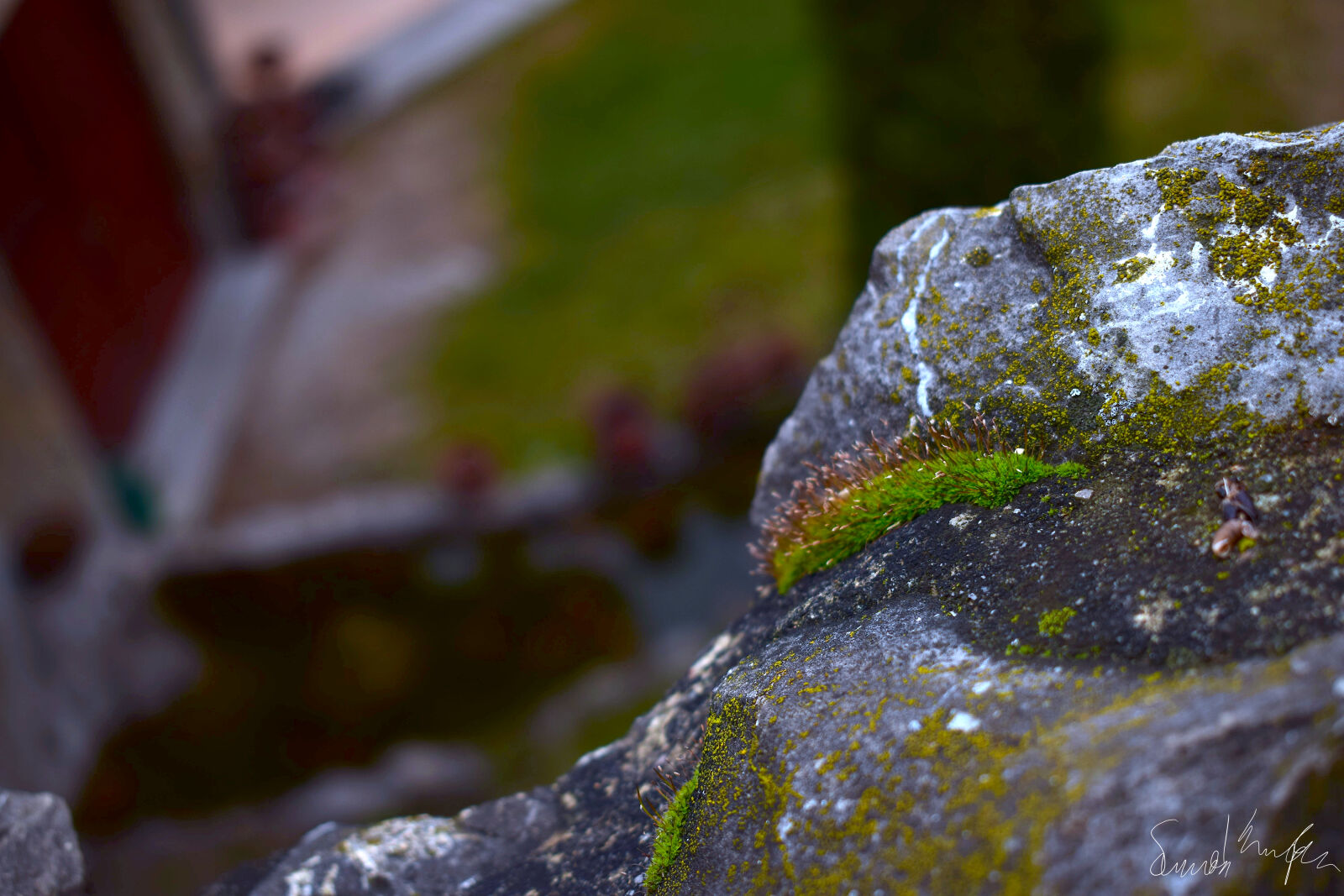 Nikon D3300 sample photo. Nature, photography photography
