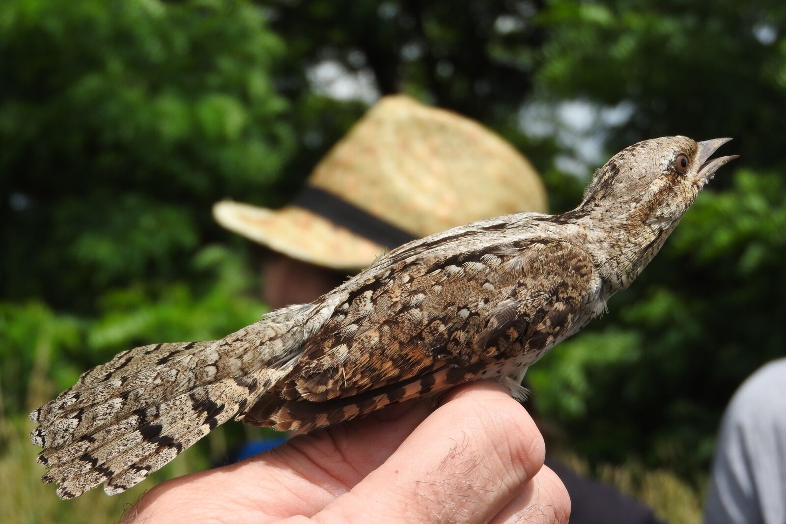 Nikon Coolpix P610 sample photo. Wryneck, ornithology, jynx torquilla photography