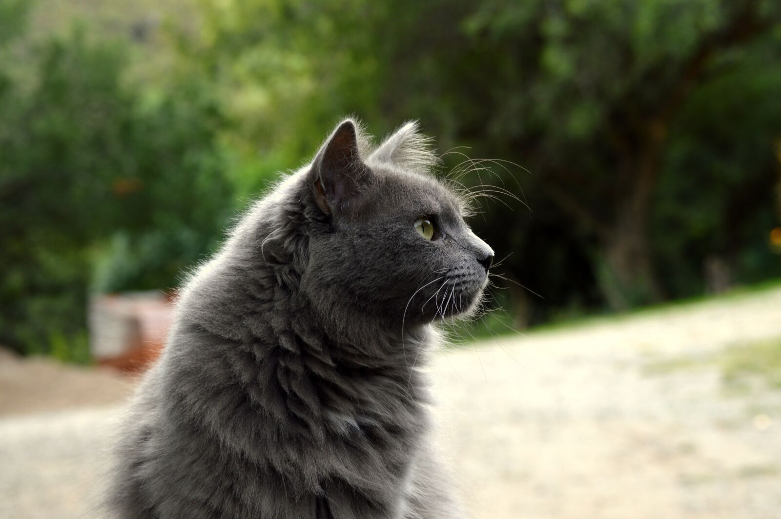 Nikon D3200 sample photo. Look, pets, animals photography