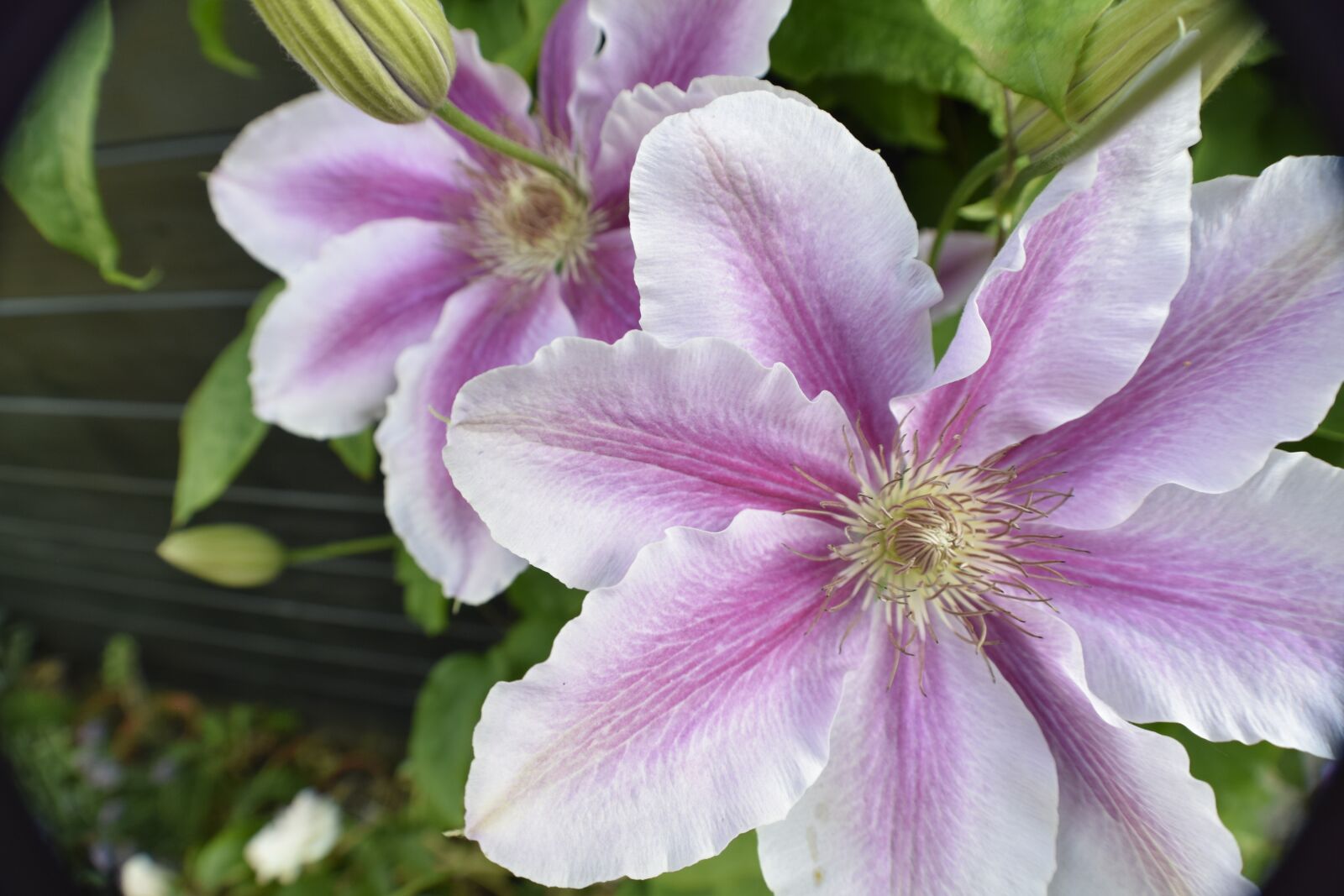 Nikon D3300 sample photo. Flower, nature, floral photography