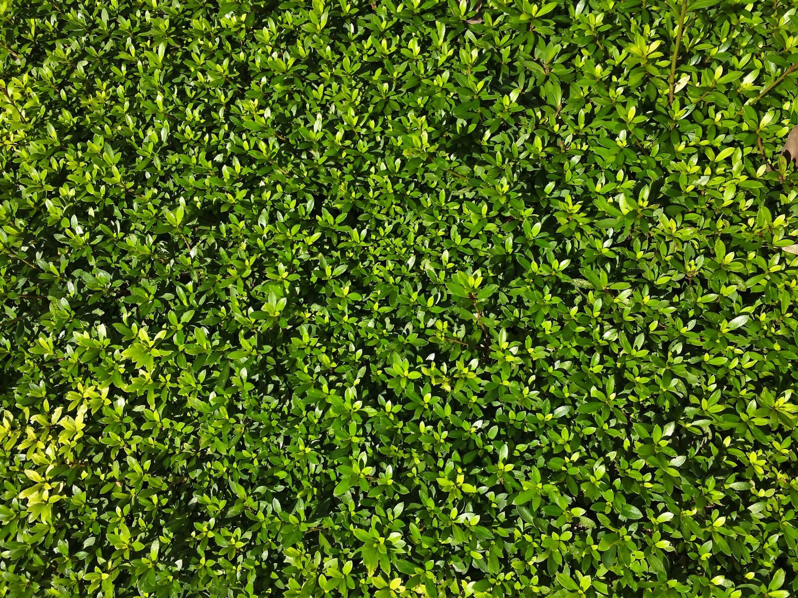 iPhone 5s back camera 4.15mm f/2.2 sample photo. Satsuki, grass, leaf photography