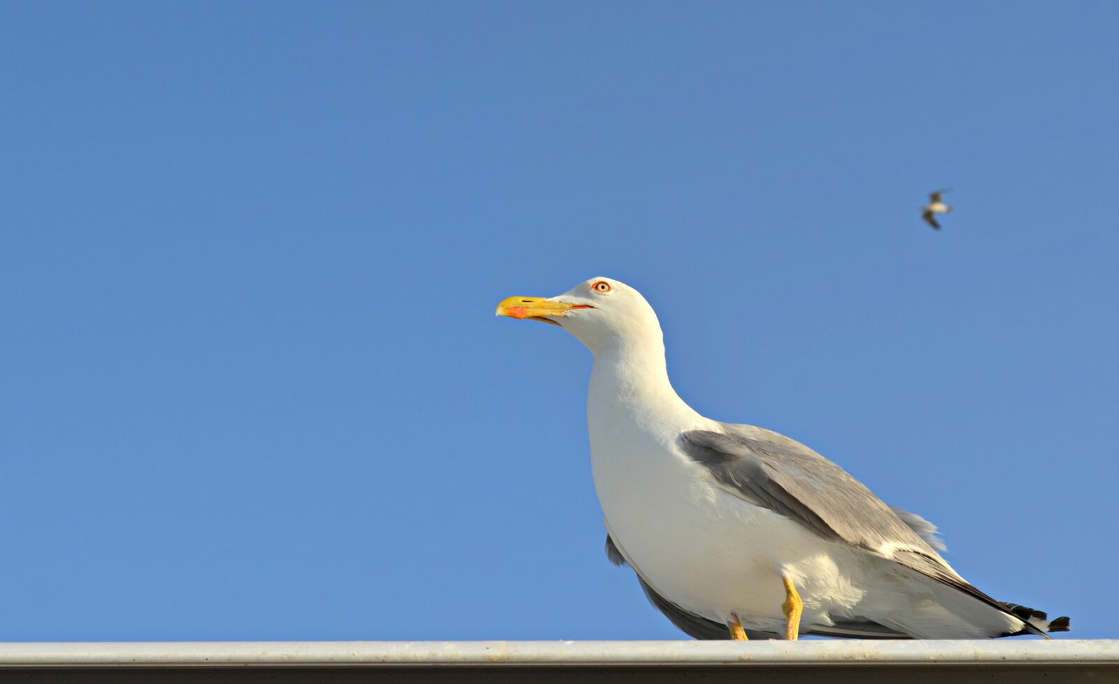 Nikon D5100 sample photo. Seagull, sea, sky photography