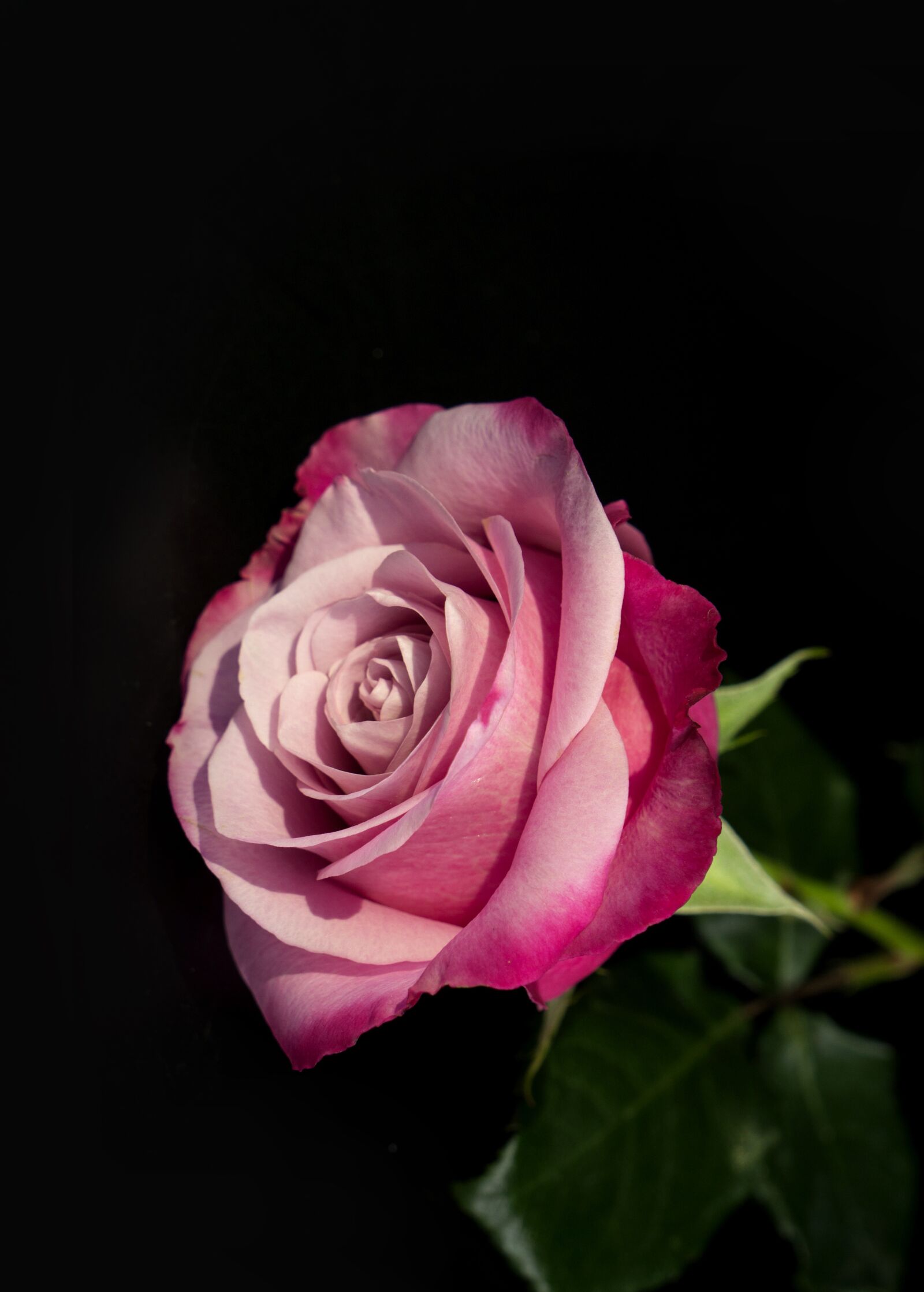 Sony Alpha NEX-F3 + Sony E 18-55mm F3.5-5.6 OSS sample photo. Natural, emotion, roses photography