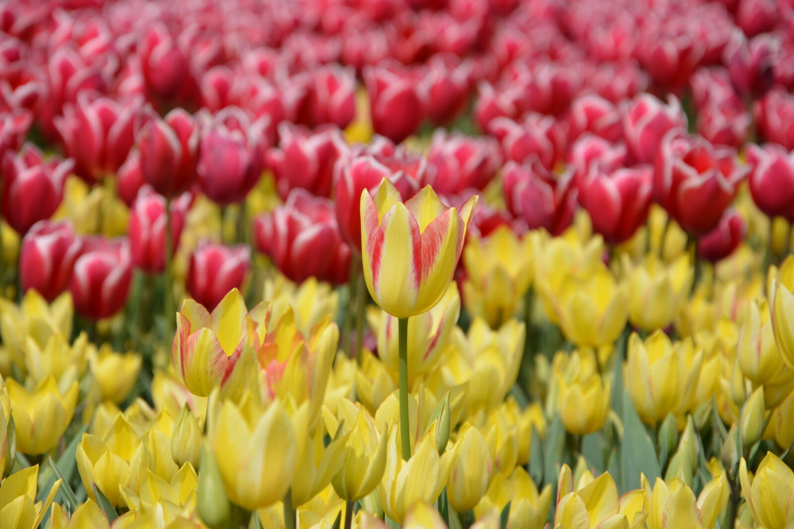 Nikon D7100 sample photo. Tulips, flower, nature photography