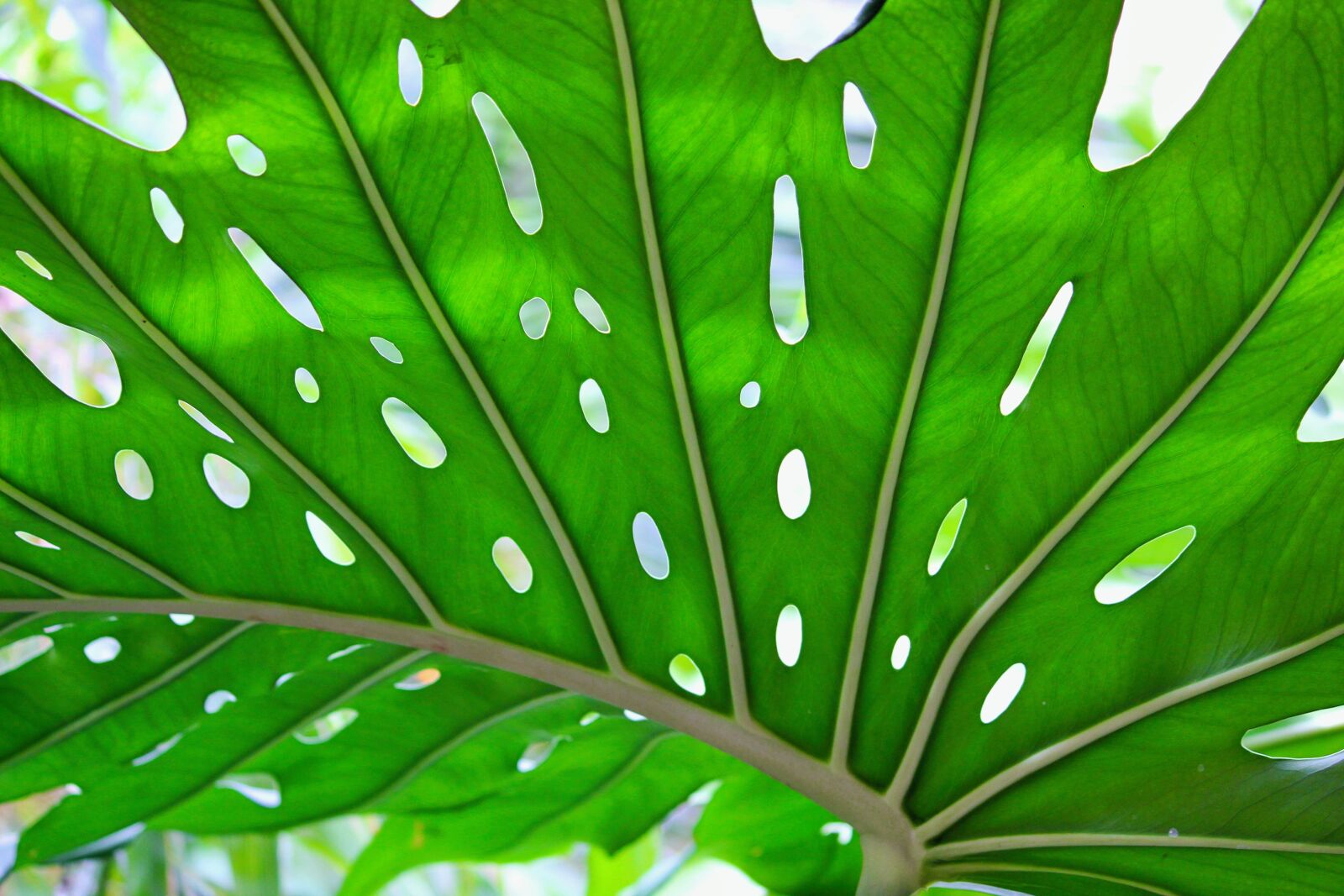 Canon EOS 550D (EOS Rebel T2i / EOS Kiss X4) sample photo. Big leaf, close up photography