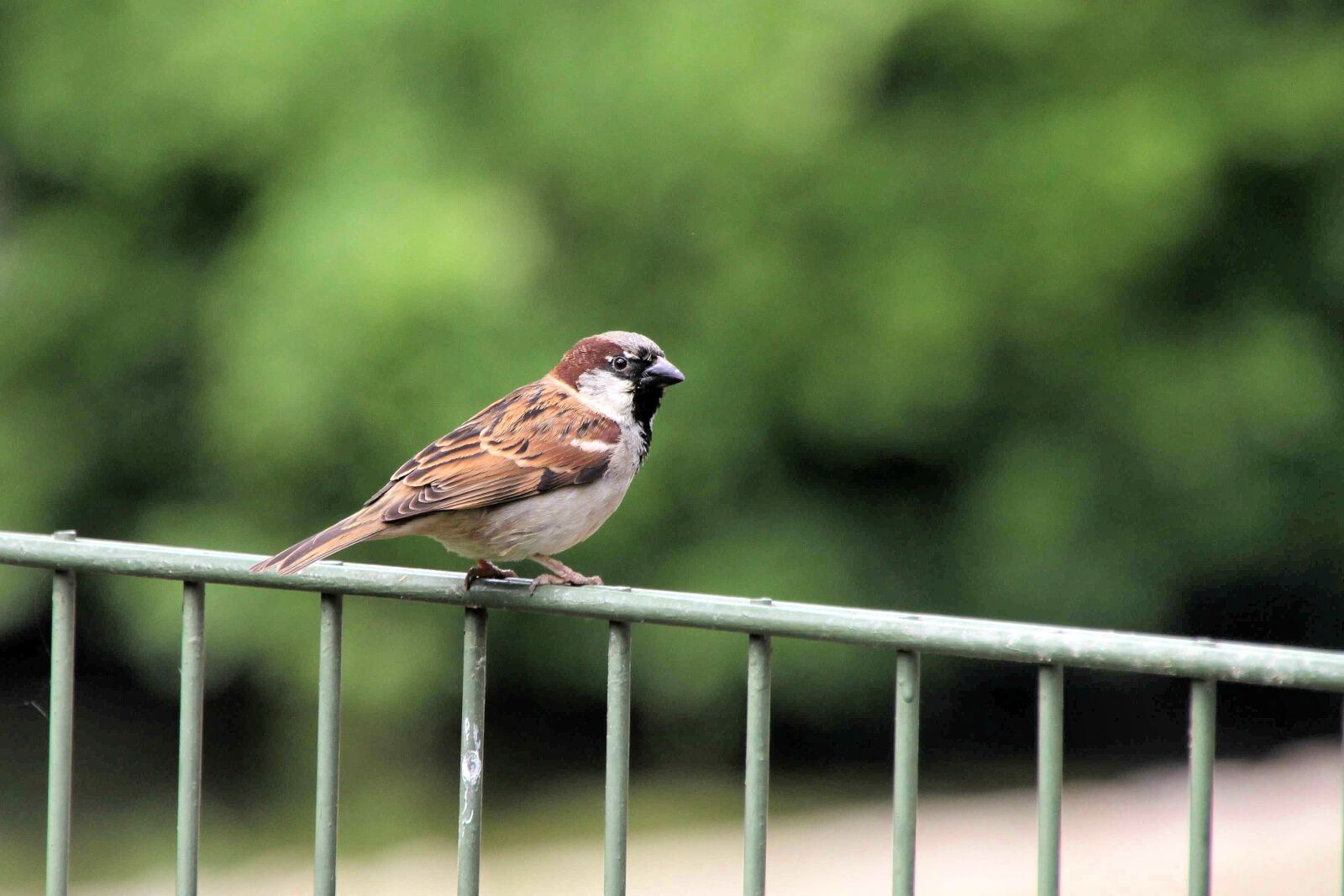 Canon EOS 500D (EOS Rebel T1i / EOS Kiss X3) sample photo. Bird, fence, sparrow photography