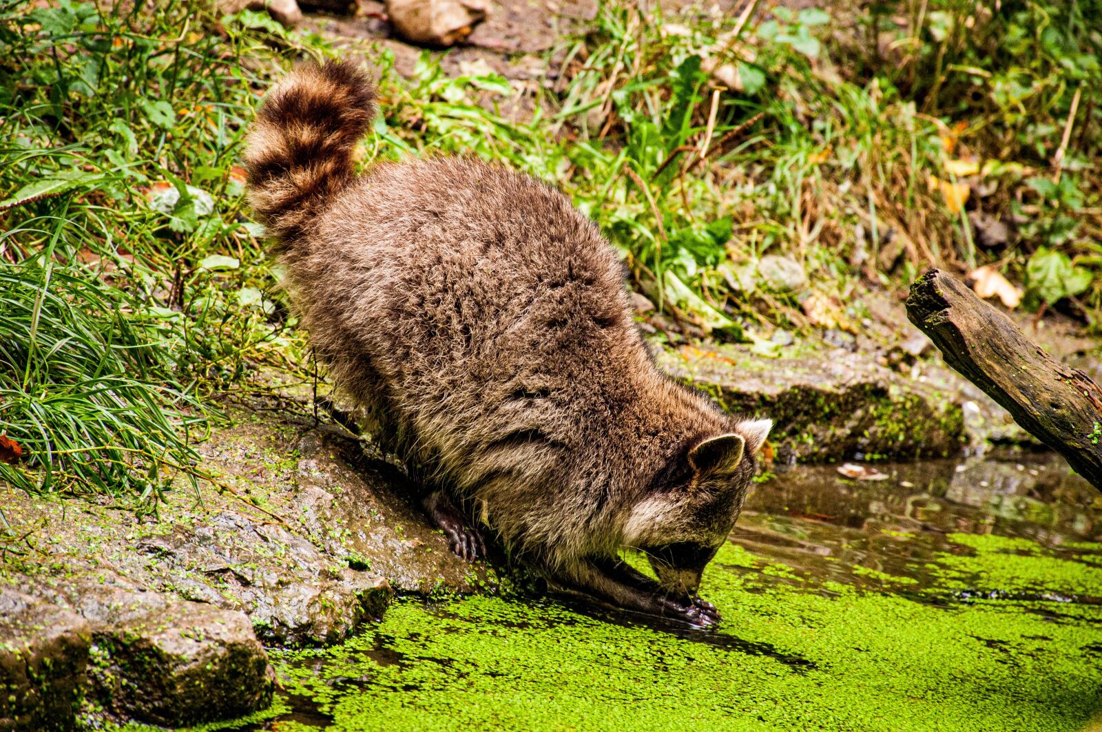 Nikon D90 sample photo. Raccoon, wash, animal photography