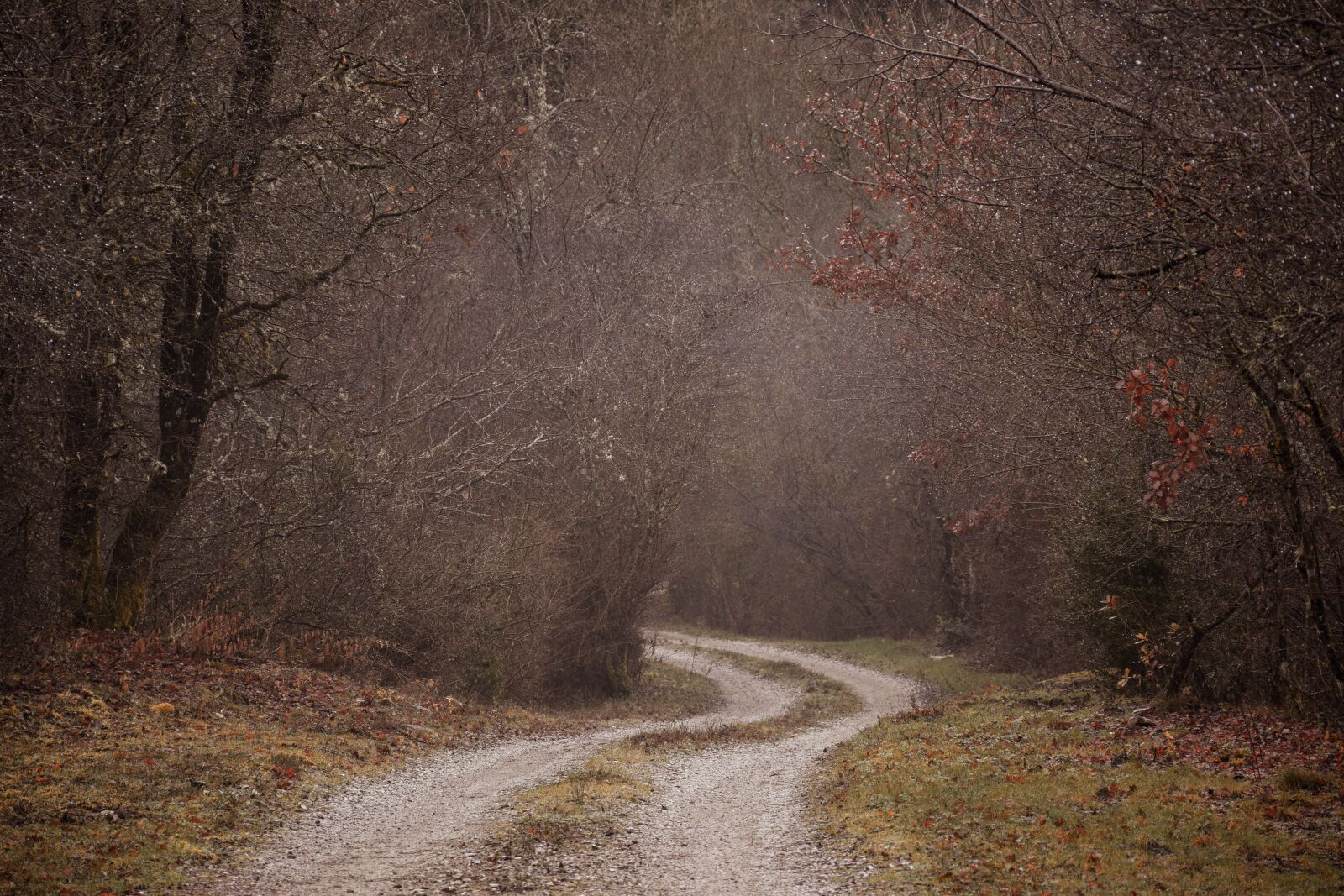 Nikon D5600 sample photo. Foggy, misty, spooky photography