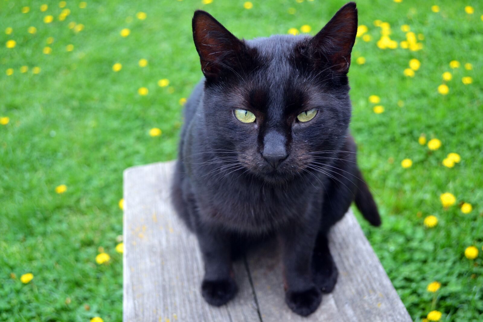 Nikon D3100 sample photo. Cat, black cat, kitty photography