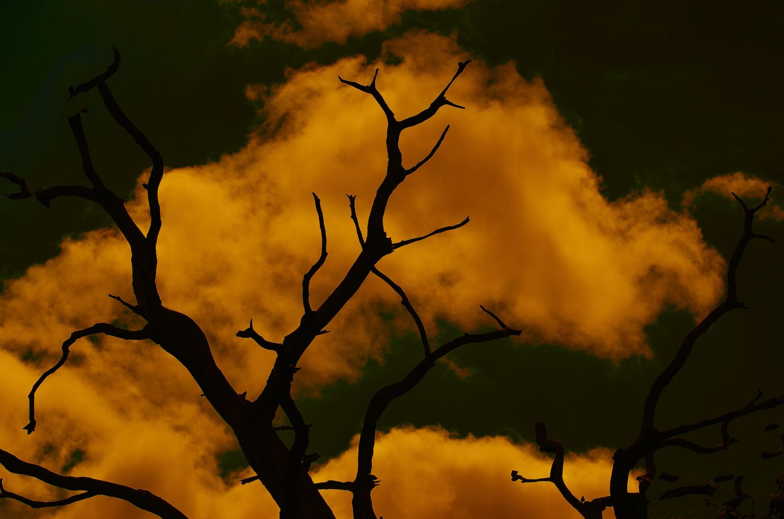 Nikon D7000 sample photo. Tree, sky, dramatic photography