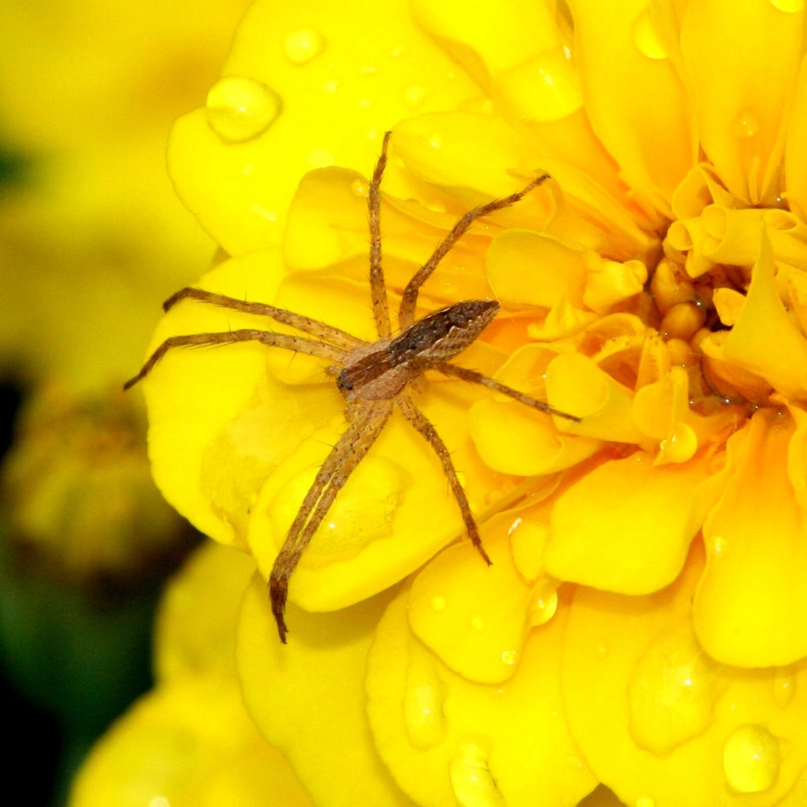 Canon EOS 350D (EOS Digital Rebel XT / EOS Kiss Digital N) sample photo. Small, spider, insect photography