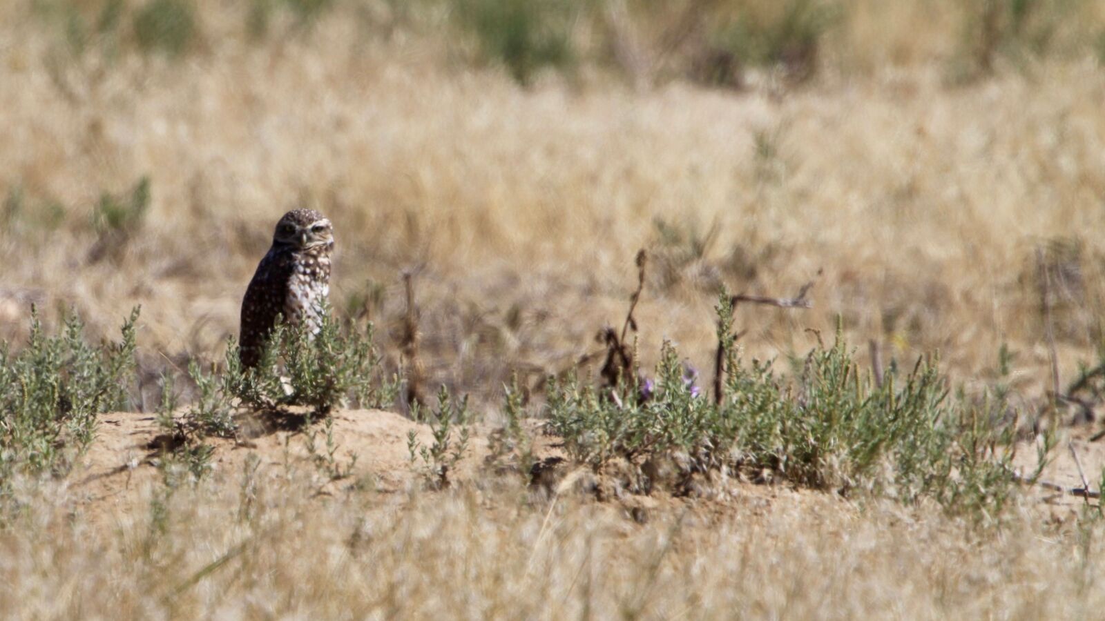 Canon EOS 50D sample photo. Owl, ground, brown photography