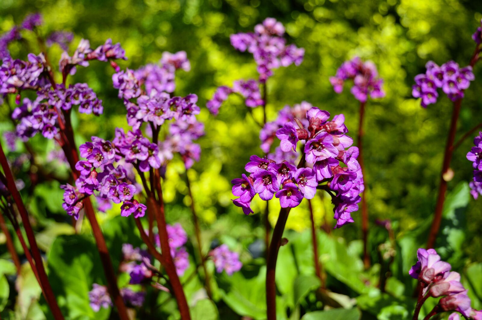 Nikon D3200 sample photo. Flower, nature, plant photography